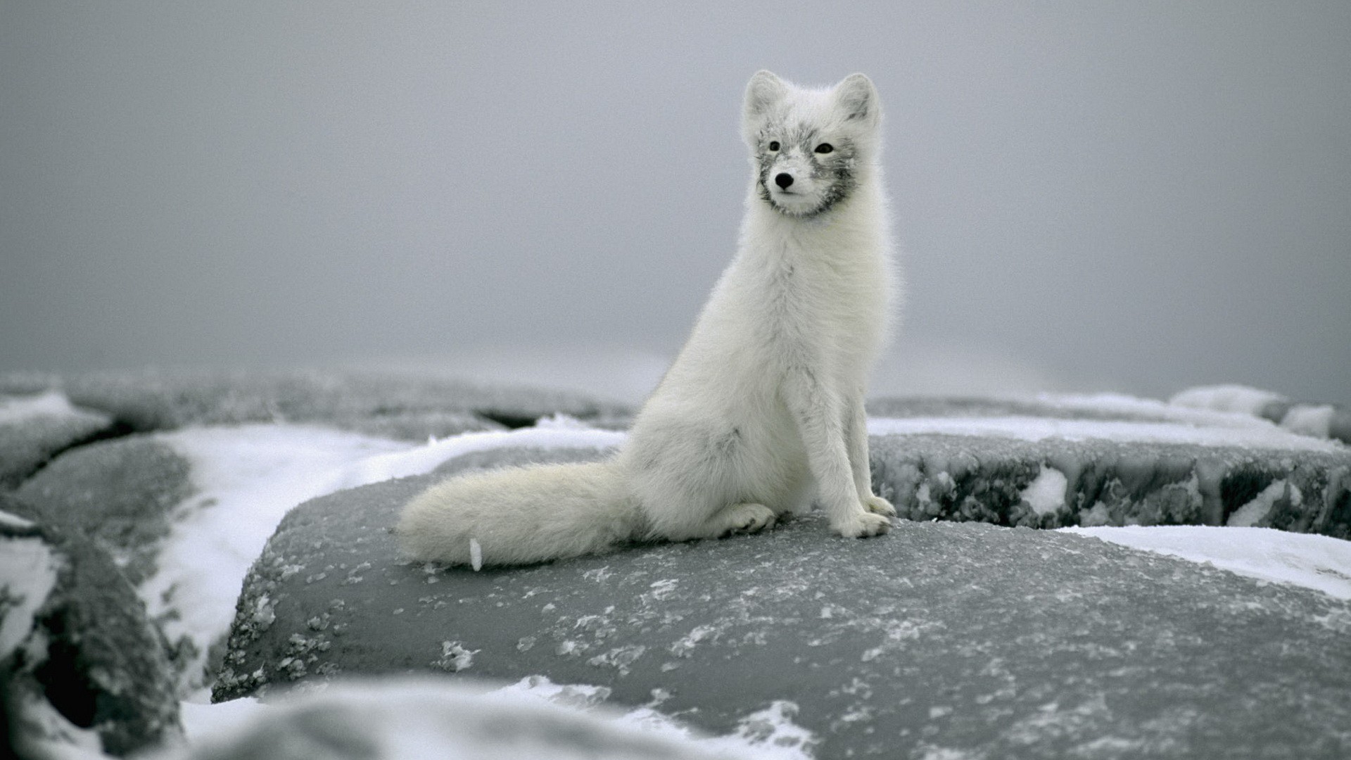 Animal Arctic Fox 1920x1080