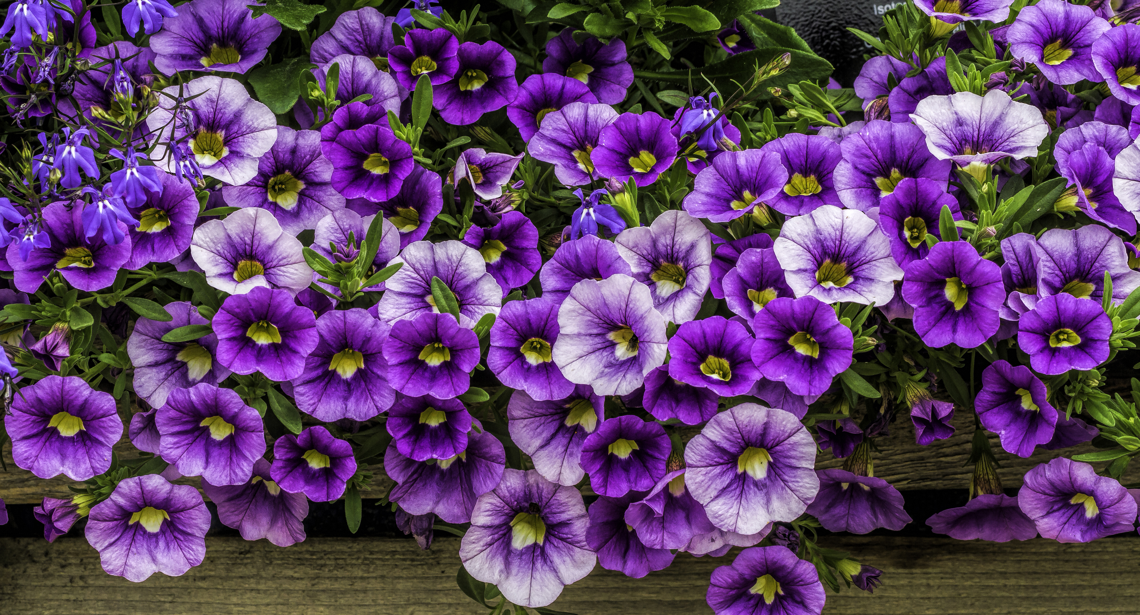Earth Flower Petunia Purple Flower 3800x2050