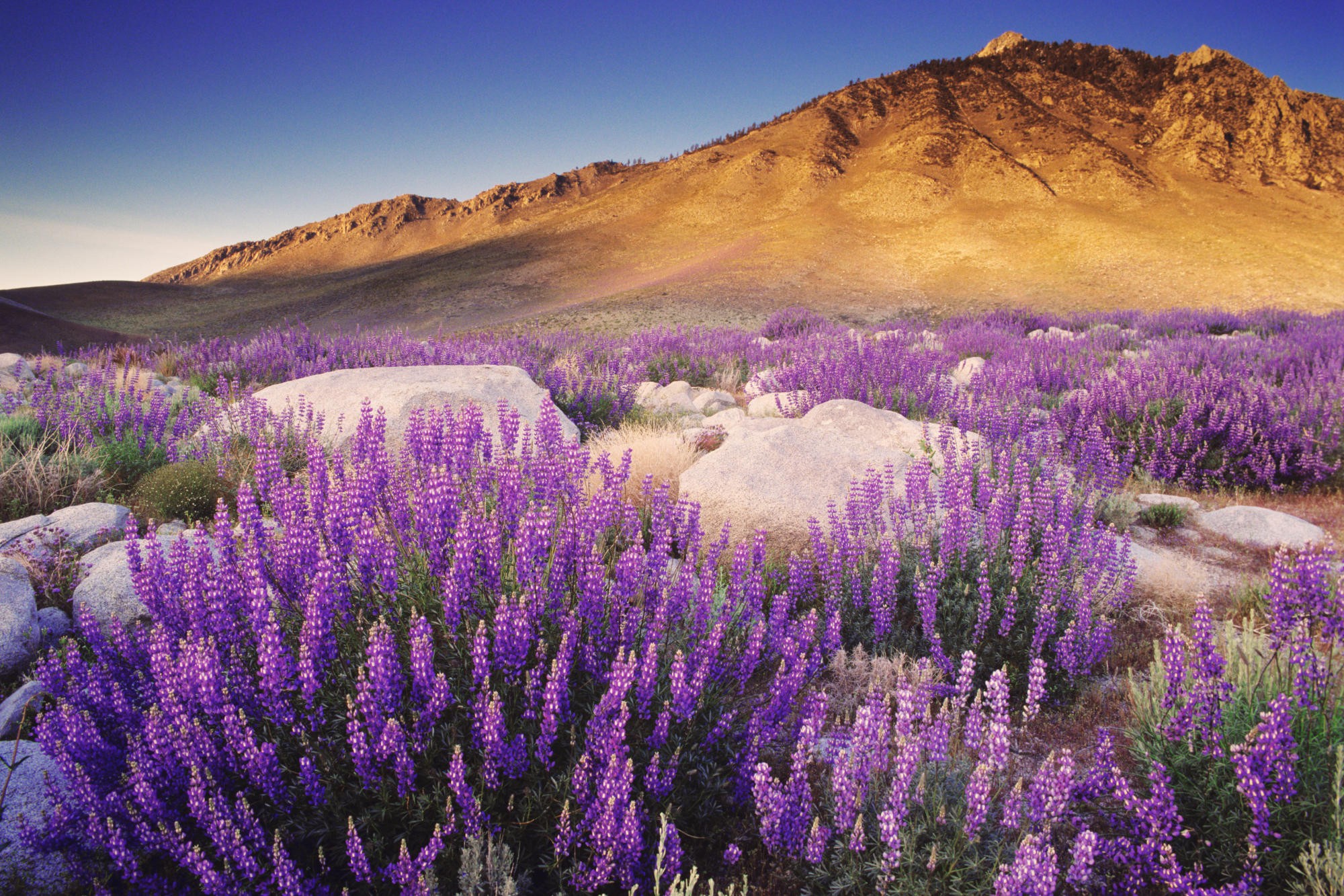 Earth Flower Lupine Mountain Nature Purple Flower Spring 2000x1333