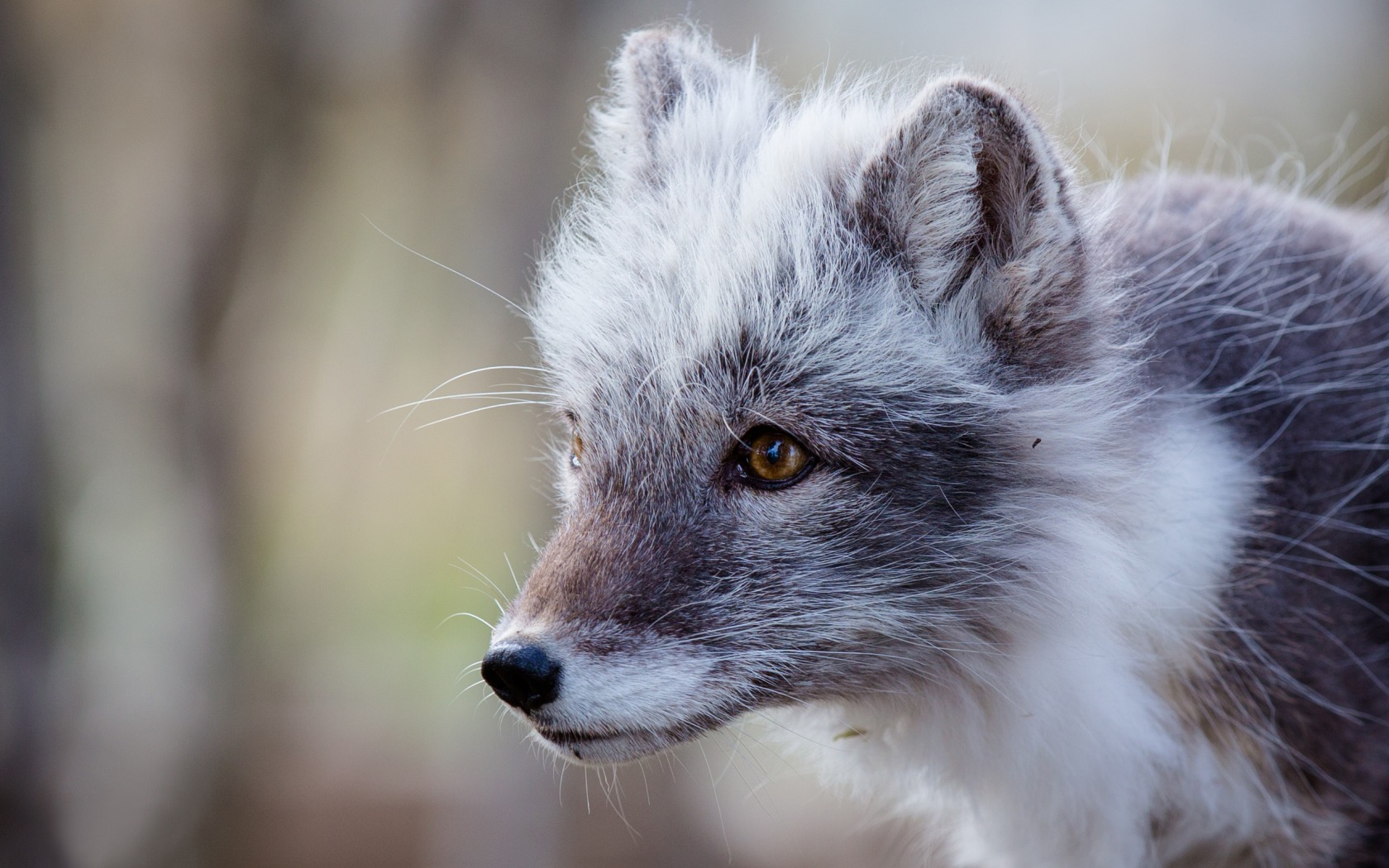 Animal Arctic Fox 1680x1050