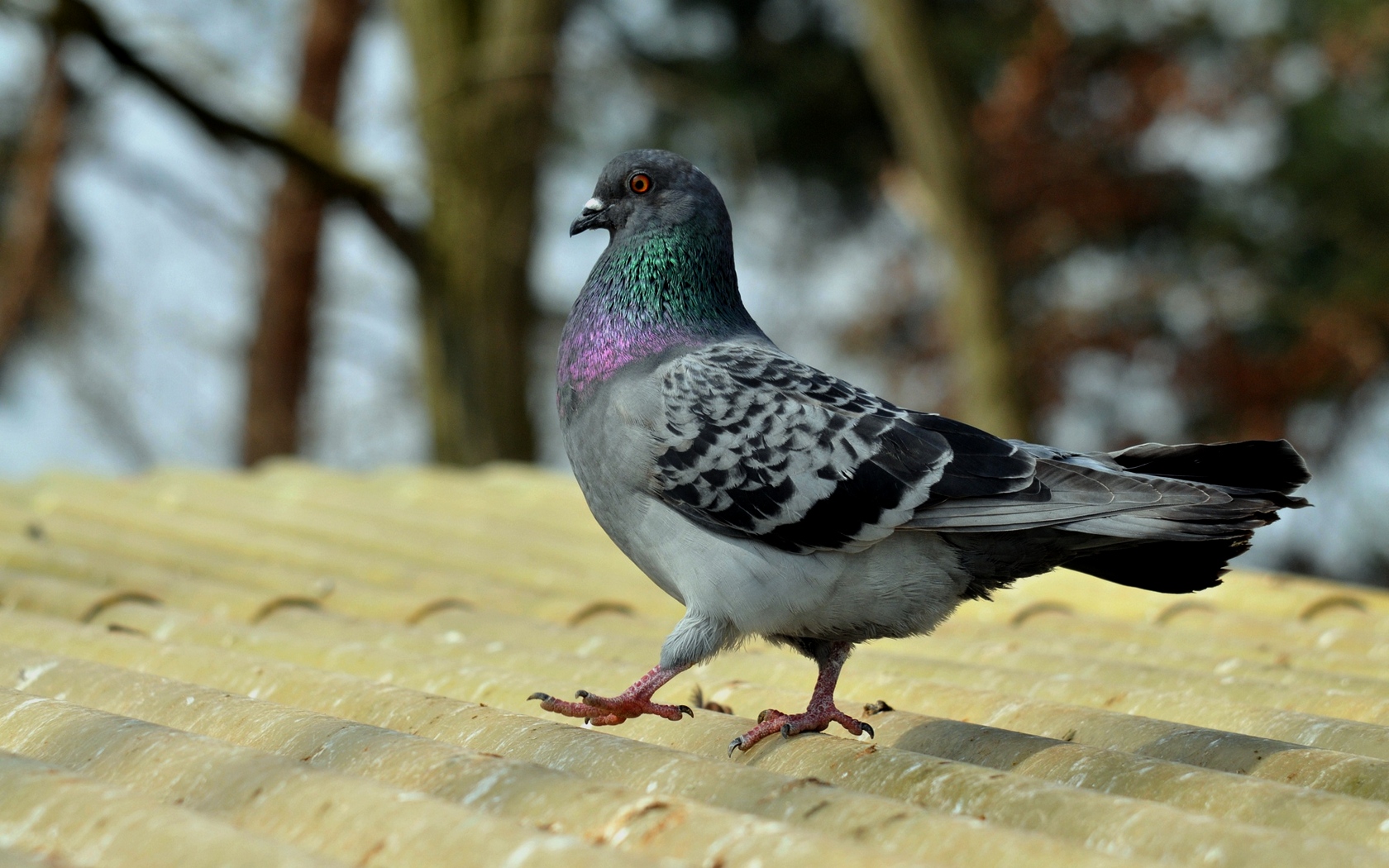Animal Pigeon 1680x1050