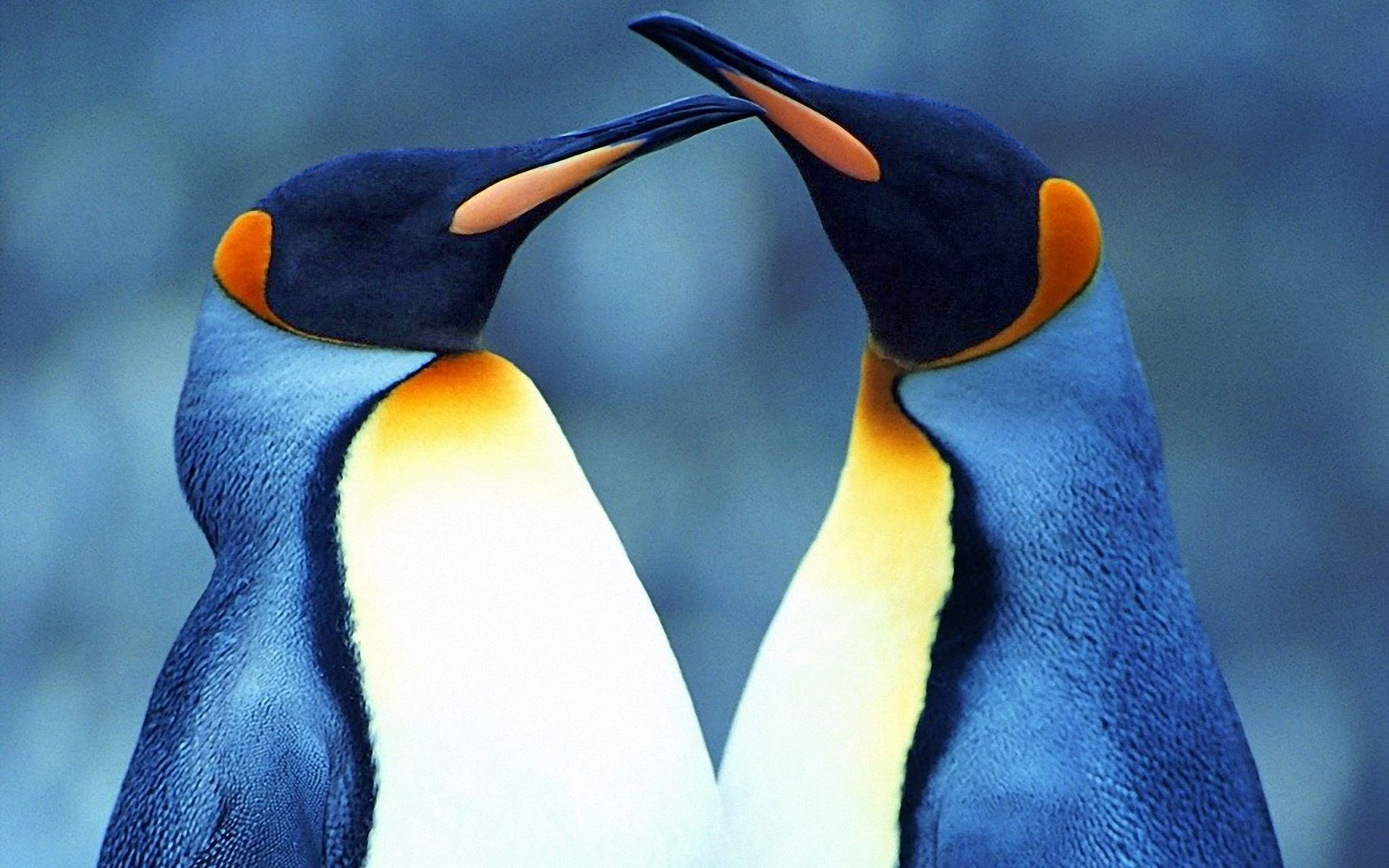 Animal Bird King Penguin Love Penguin 1920x1200