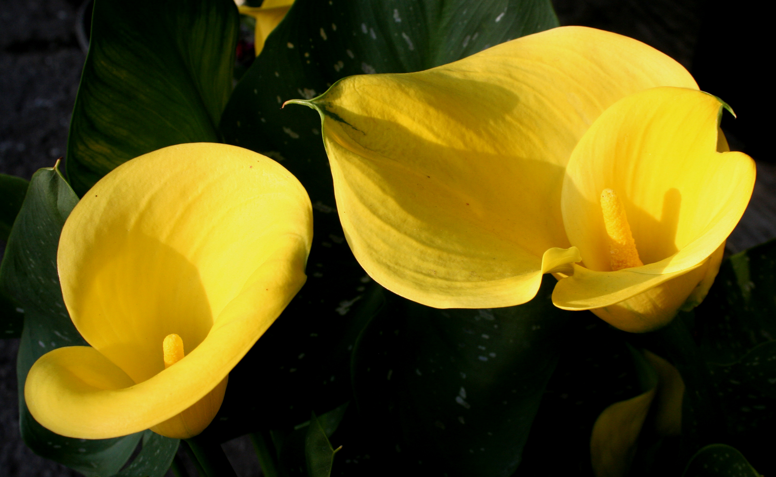 Calla Lily Flower Nature Yellow Flower 2602x1600