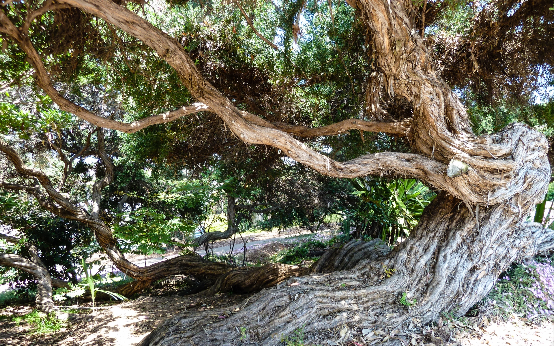 Earth Twisted Tree 1920x1200