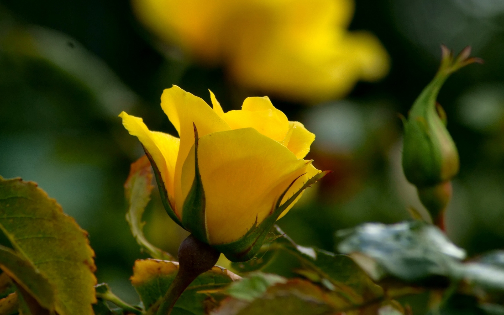Flower Yellow Rose 1920x1200