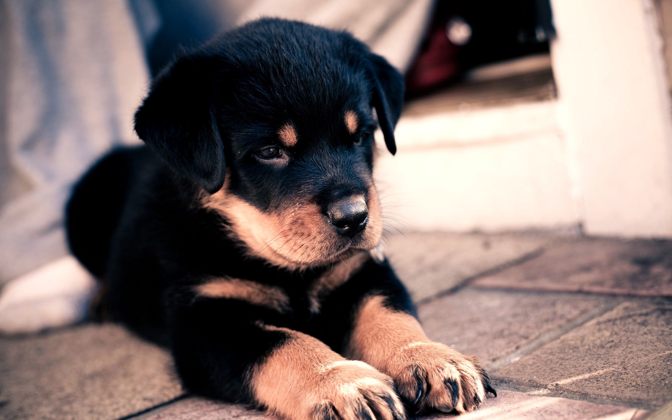 Baby Animal Dog Pet Puppy 2560x1600