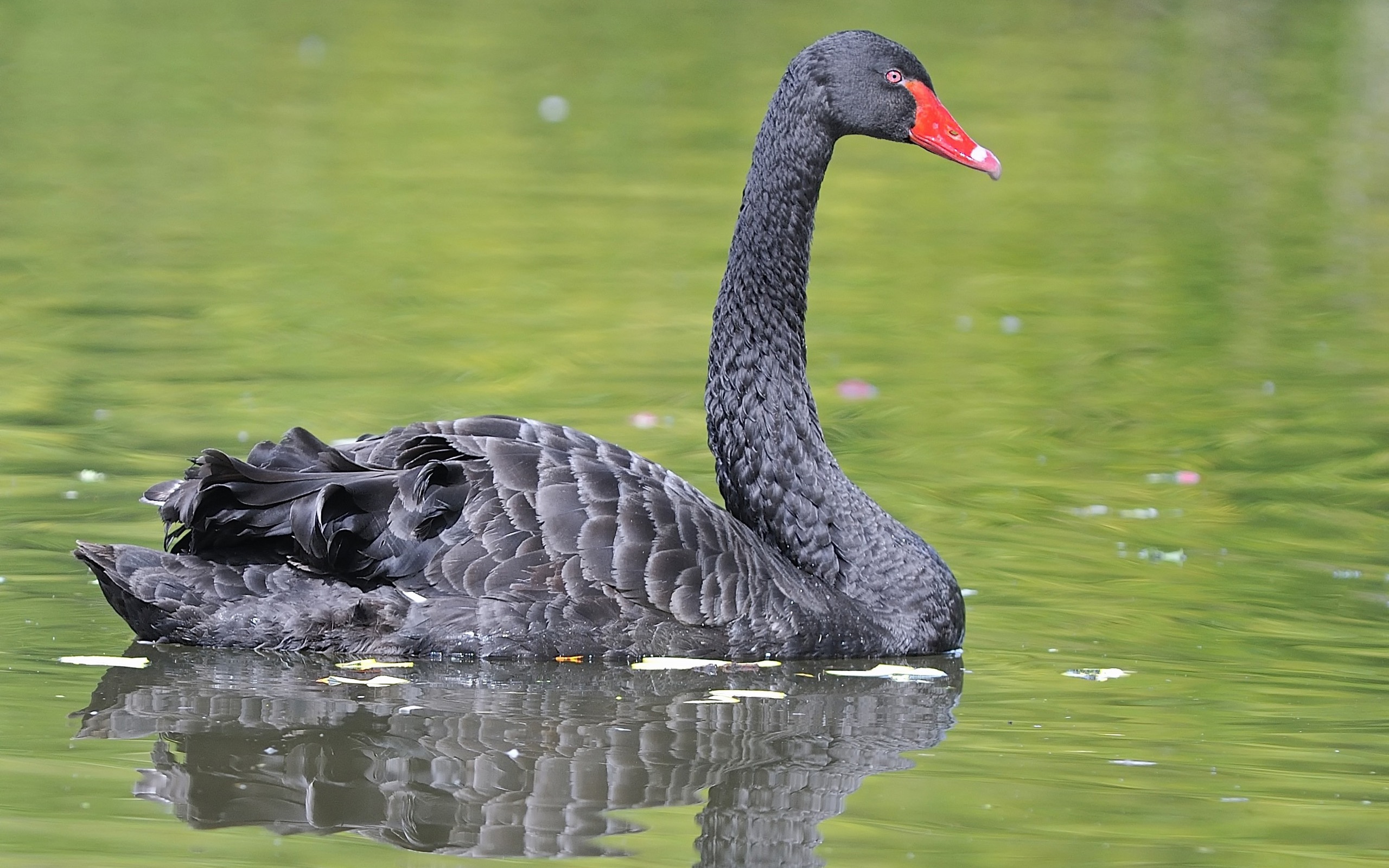 Animal Black Swan 2560x1600
