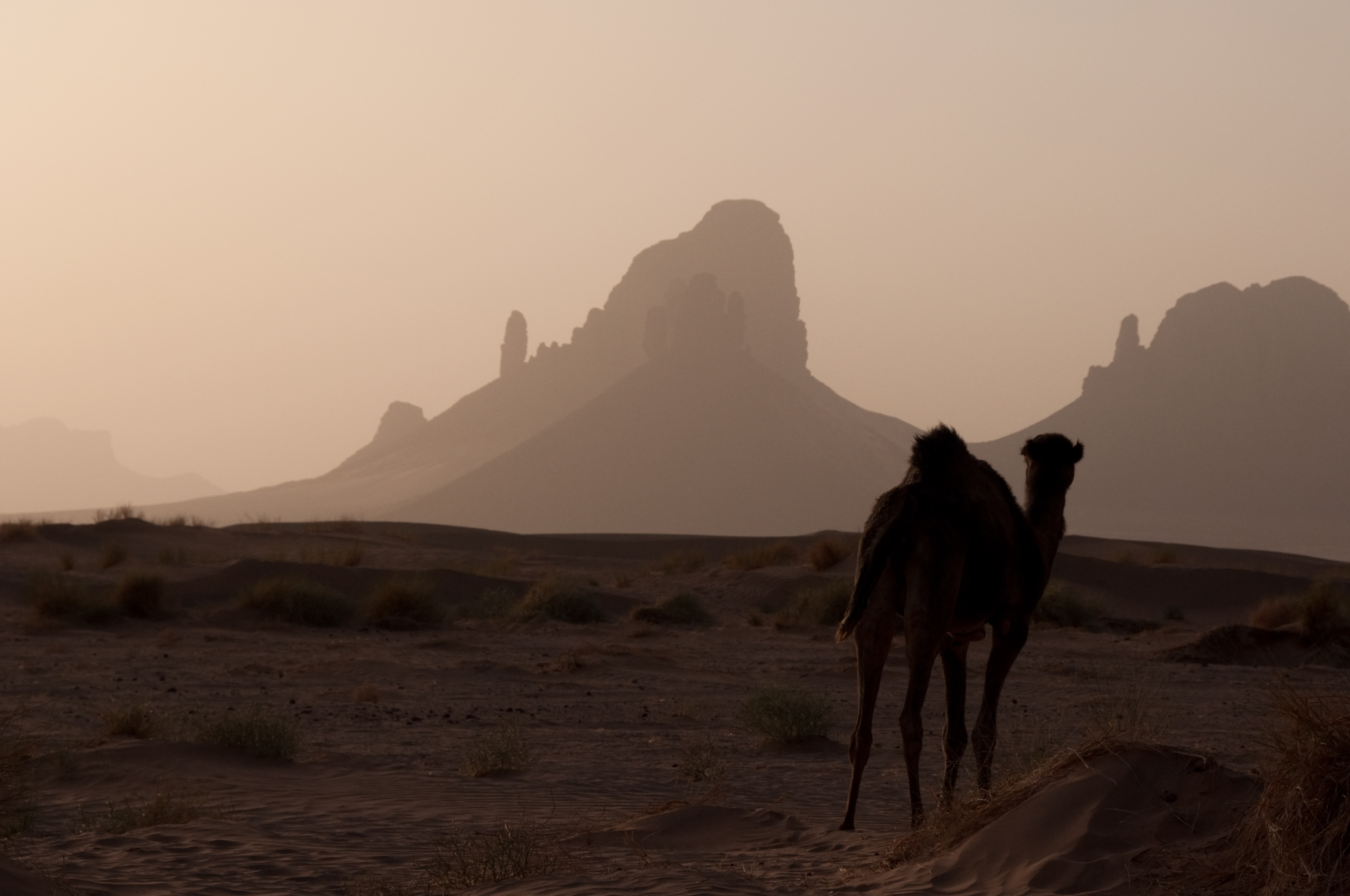 Africa Algeria Animal Camel Desert Hoggar Mountains Mountain Sahara Sand Tassili N 039 Ajjer 3834x2546