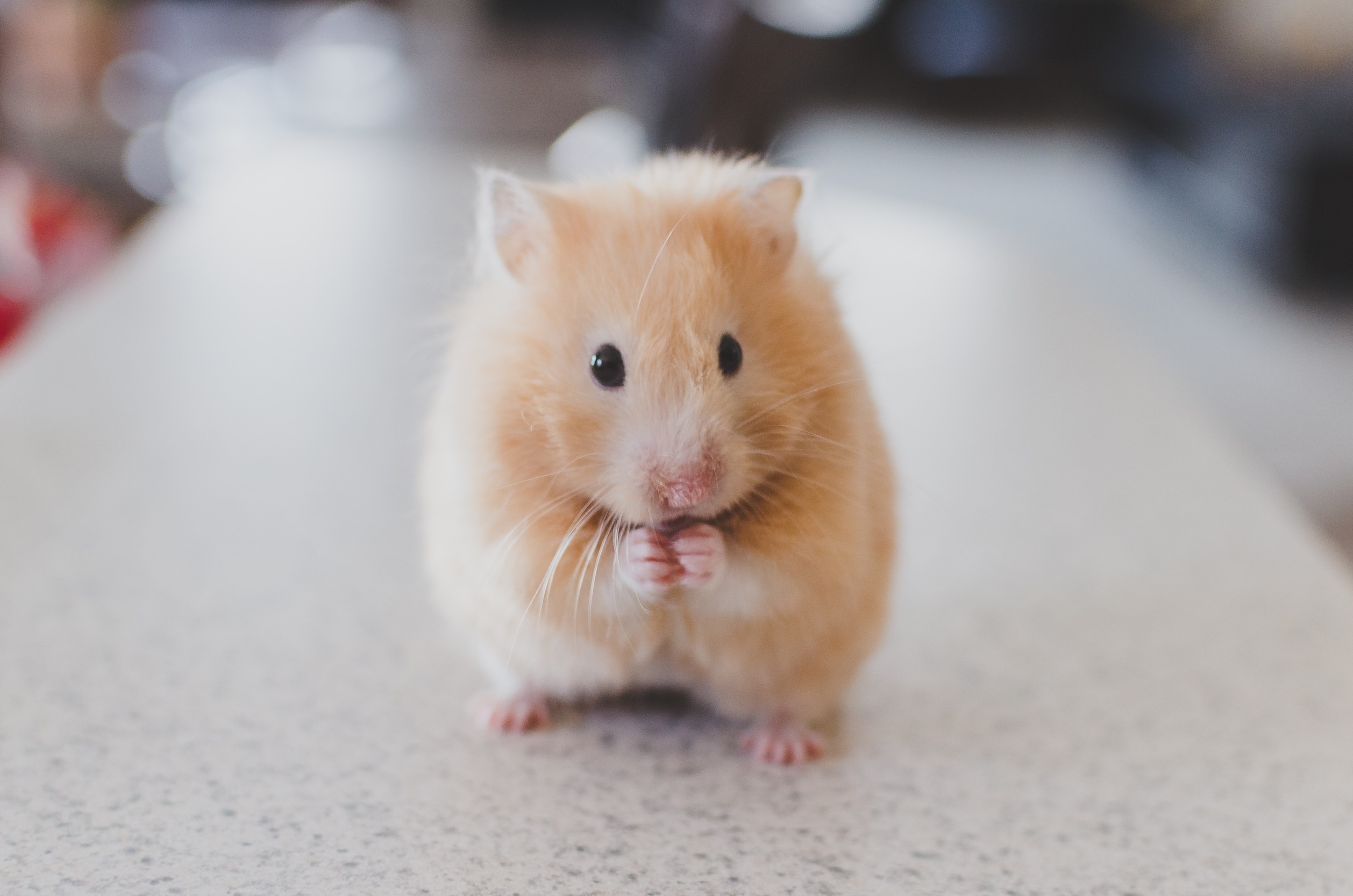 Hamster Rodent 2516x1667