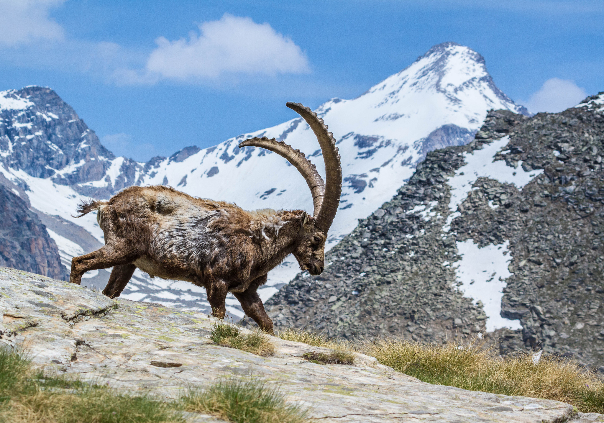 Alpine Ibex Mountain Wildlife 2048x1434