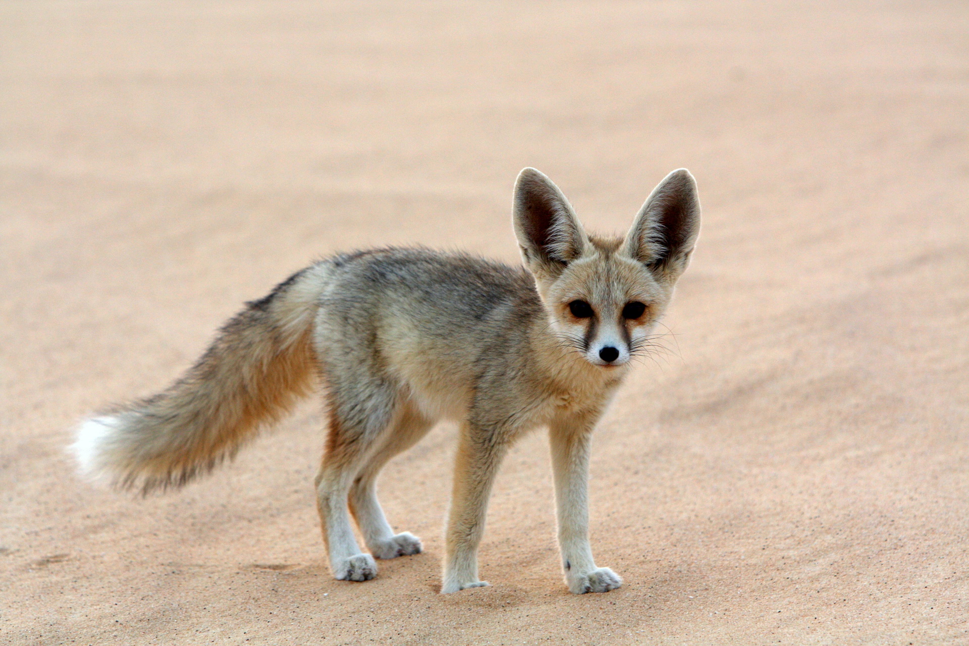 Animal Fennec Fox 1920x1280