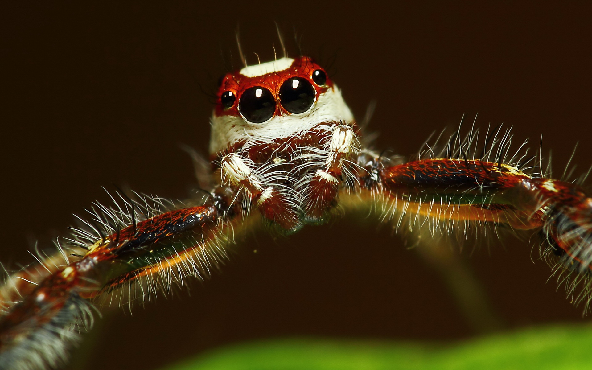 Jumping Spider 1920x1200