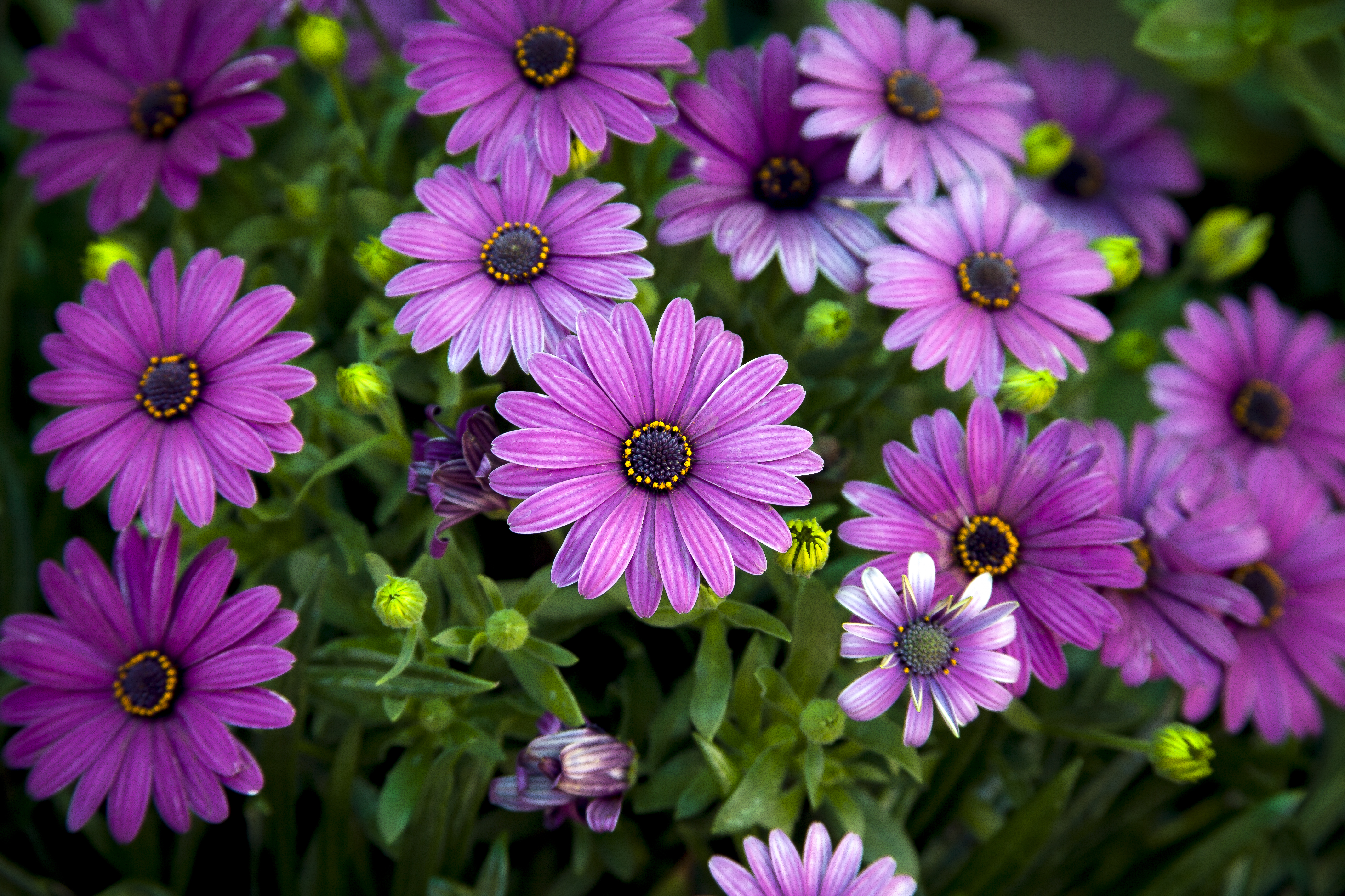 Daisy Earth Flower Purple Flower 5616x3744