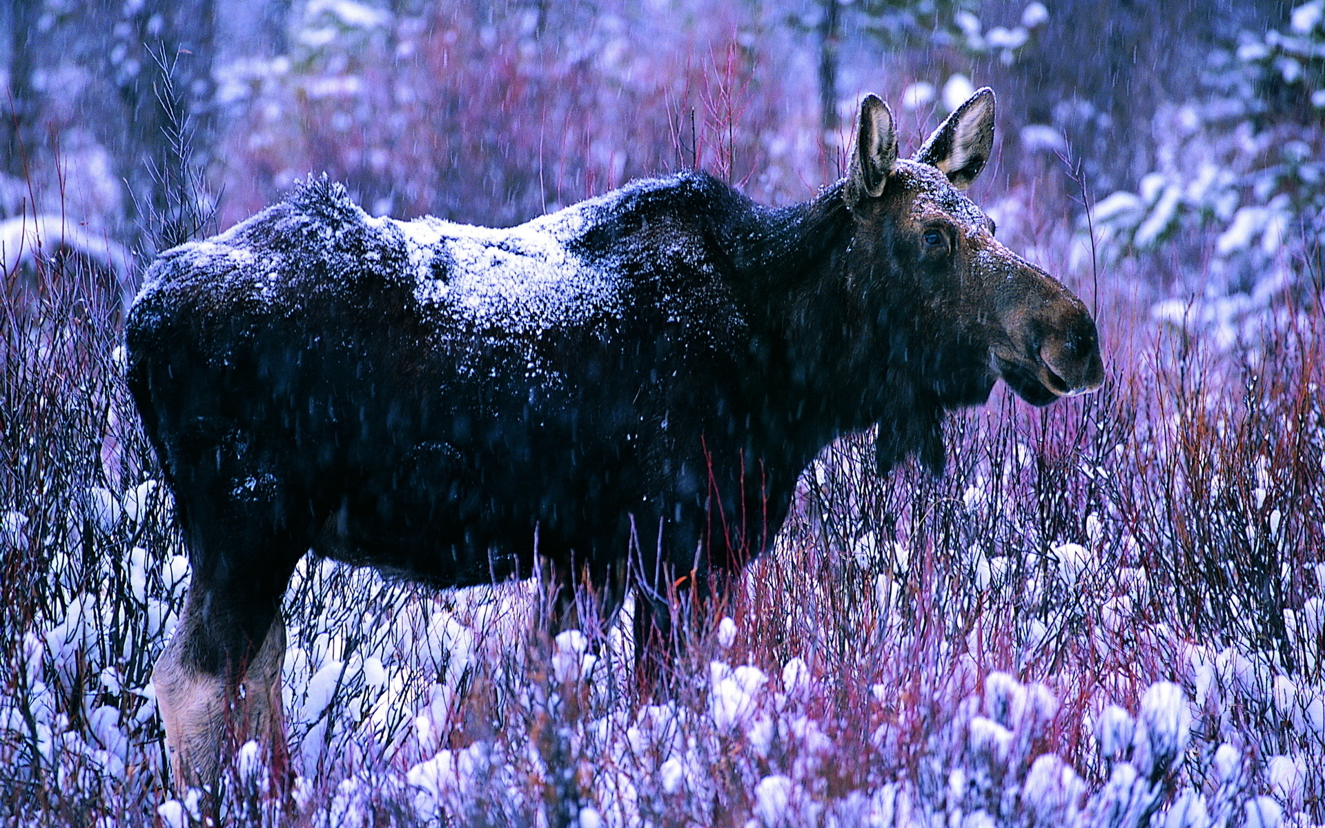 Animal Moose 1920x1200
