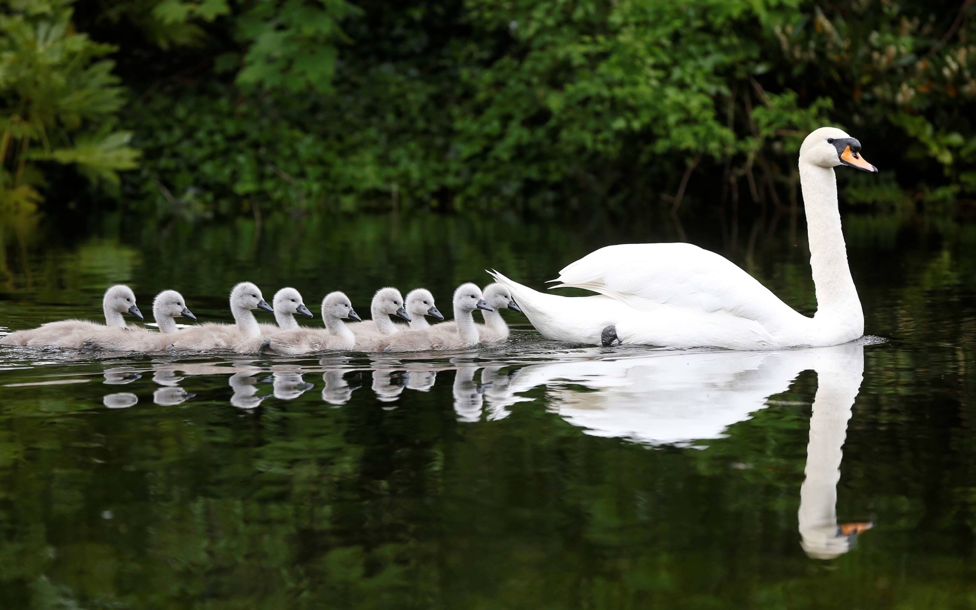 Baby Animal Bird Chick Mute Swan Reflection Swan Water 1920x1200