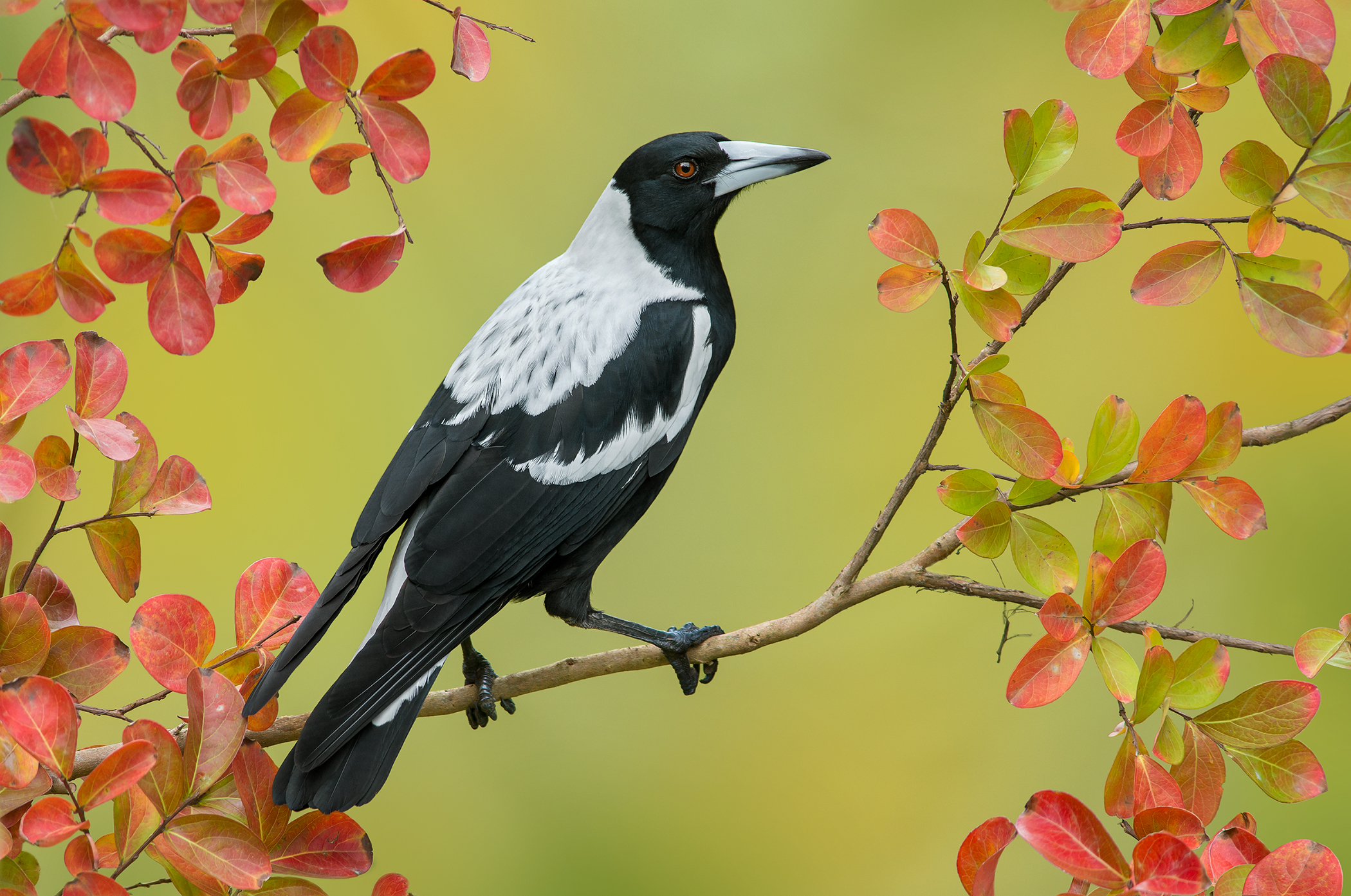 Australian Magpie Bird Crow Fall Leaf Magpie Pie 2100x1394