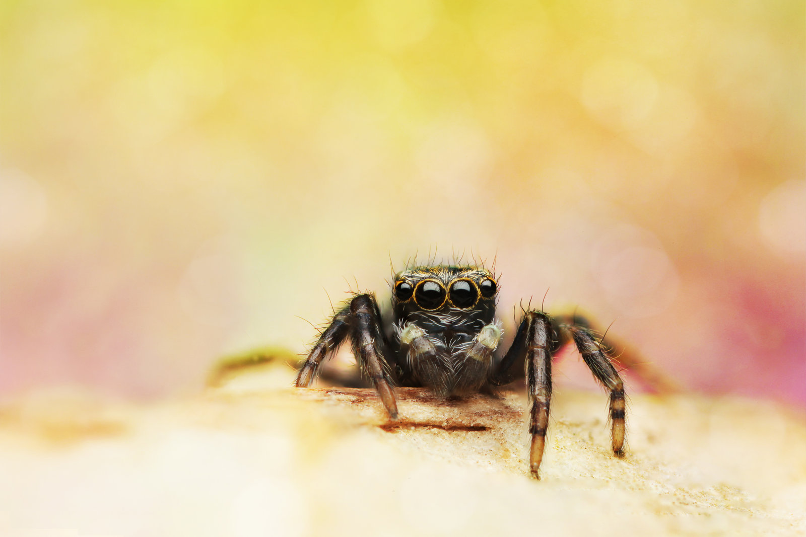 Jumping Spider 1600x1067