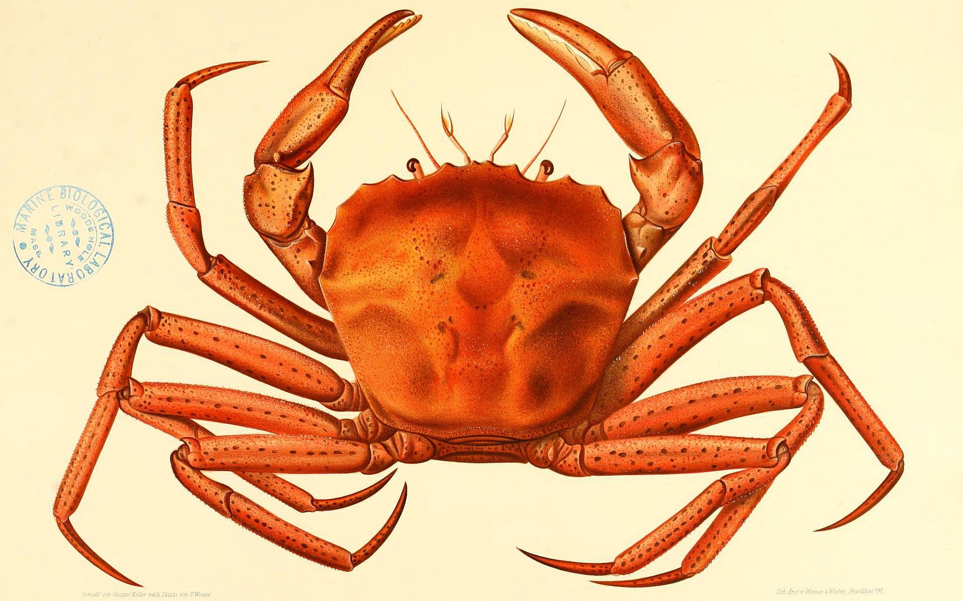 Animal Crab 1920x1199