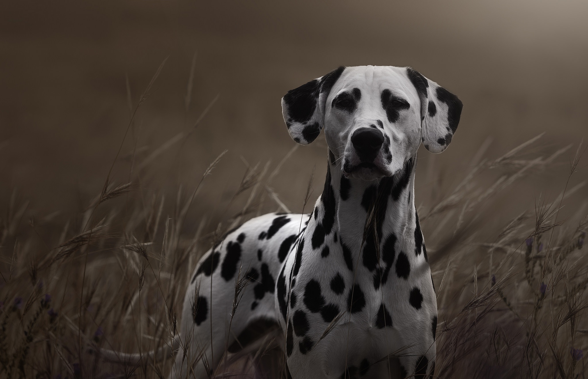 Dalmatian Dog Muzzle Pet Stare 2048x1322