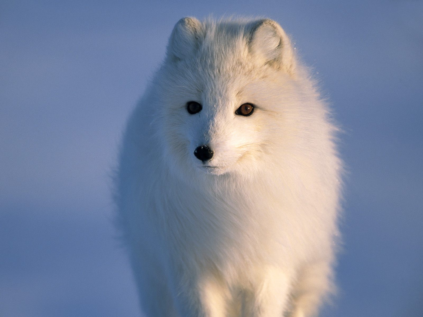 Animal Arctic Fox 1600x1200