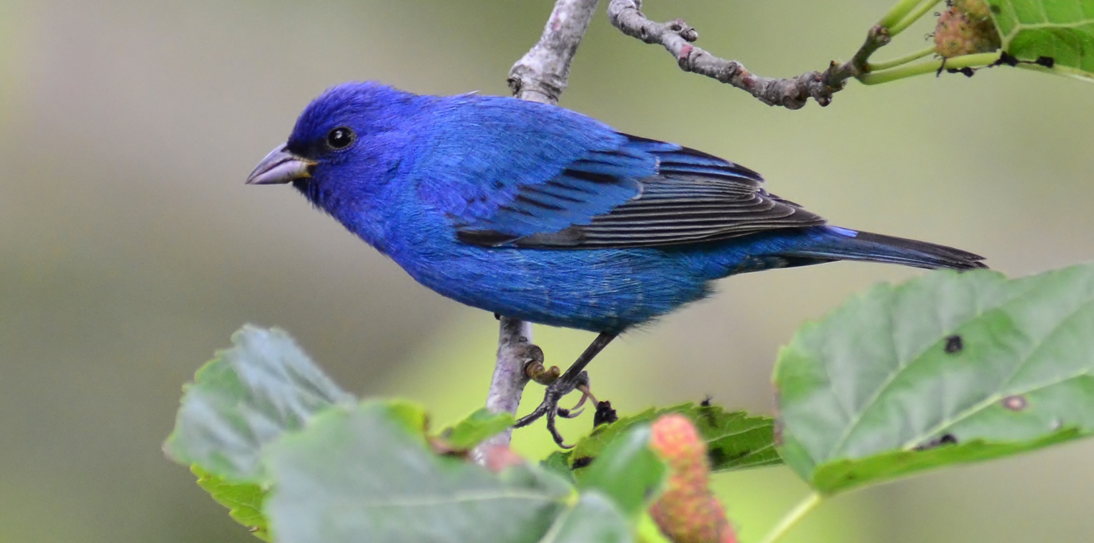 Animal Bird Blue Branch Indigo Bunting 2238x1112