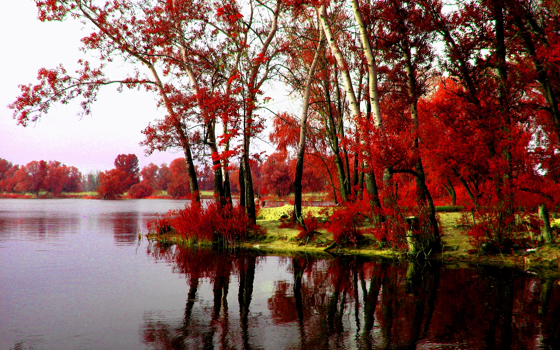 Lake Red Tree Water 1920x1200