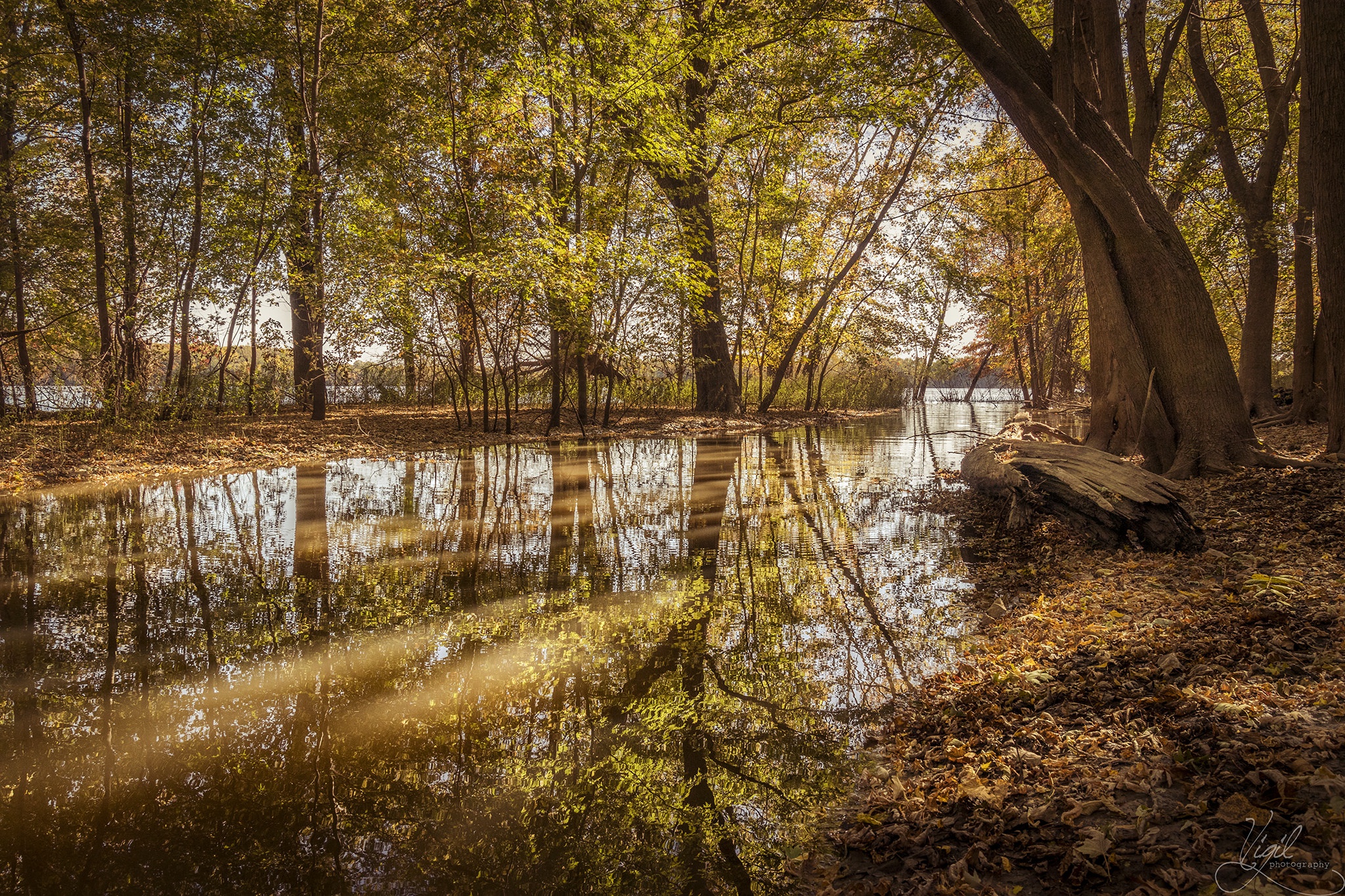 Fall Forest Nature Reflection Tree 2048x1365