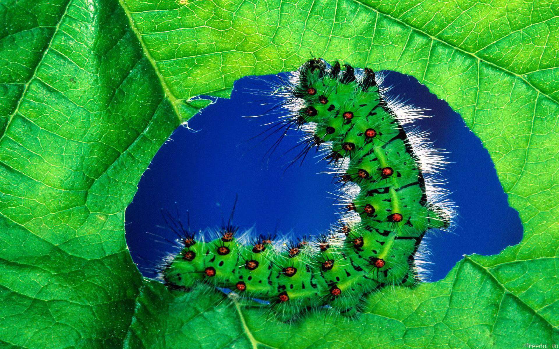 Animal Caterpillar 1920x1200
