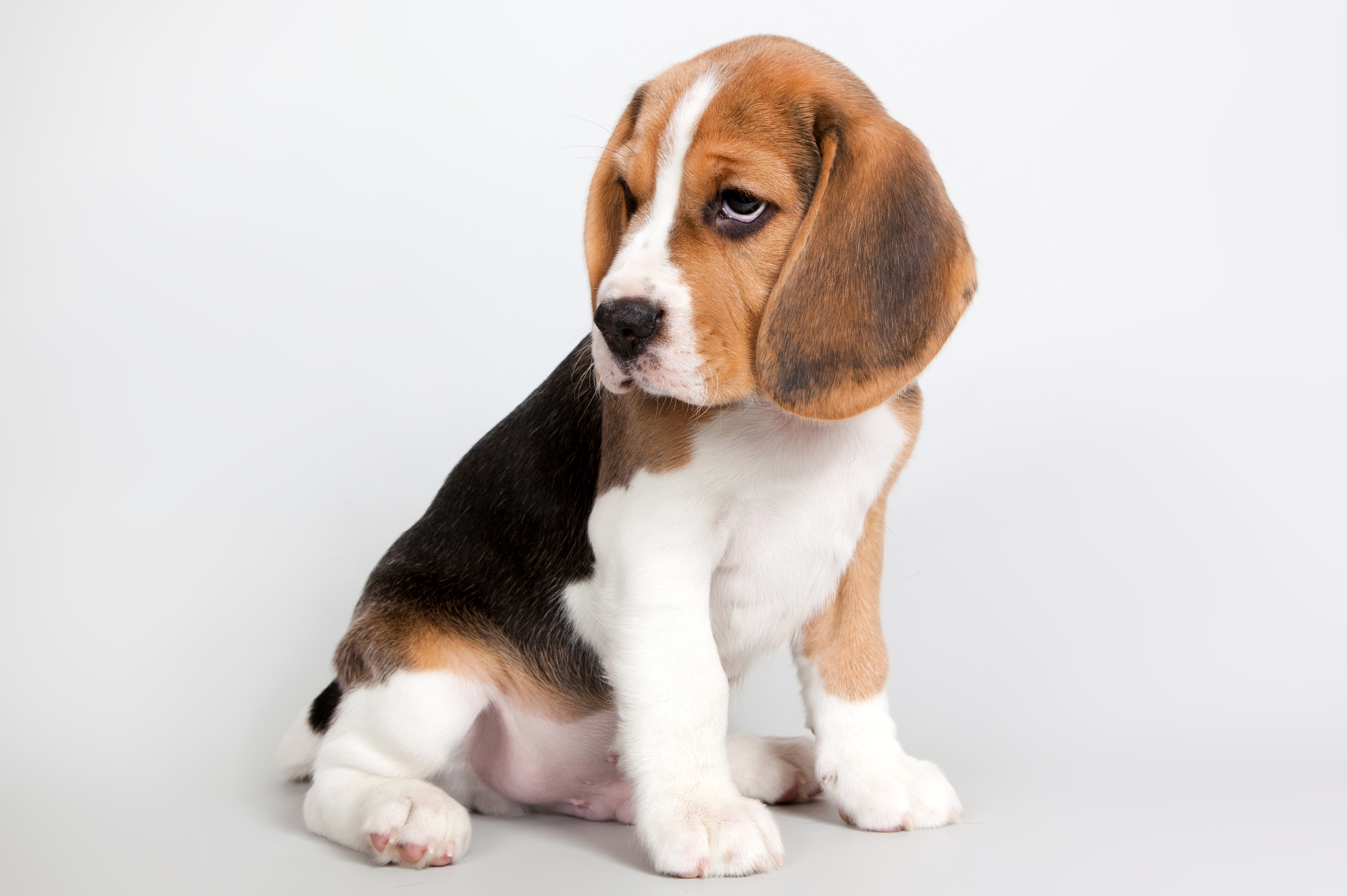 Baby Animal Beagle Cute Dog Pet Puppy 3600x2395
