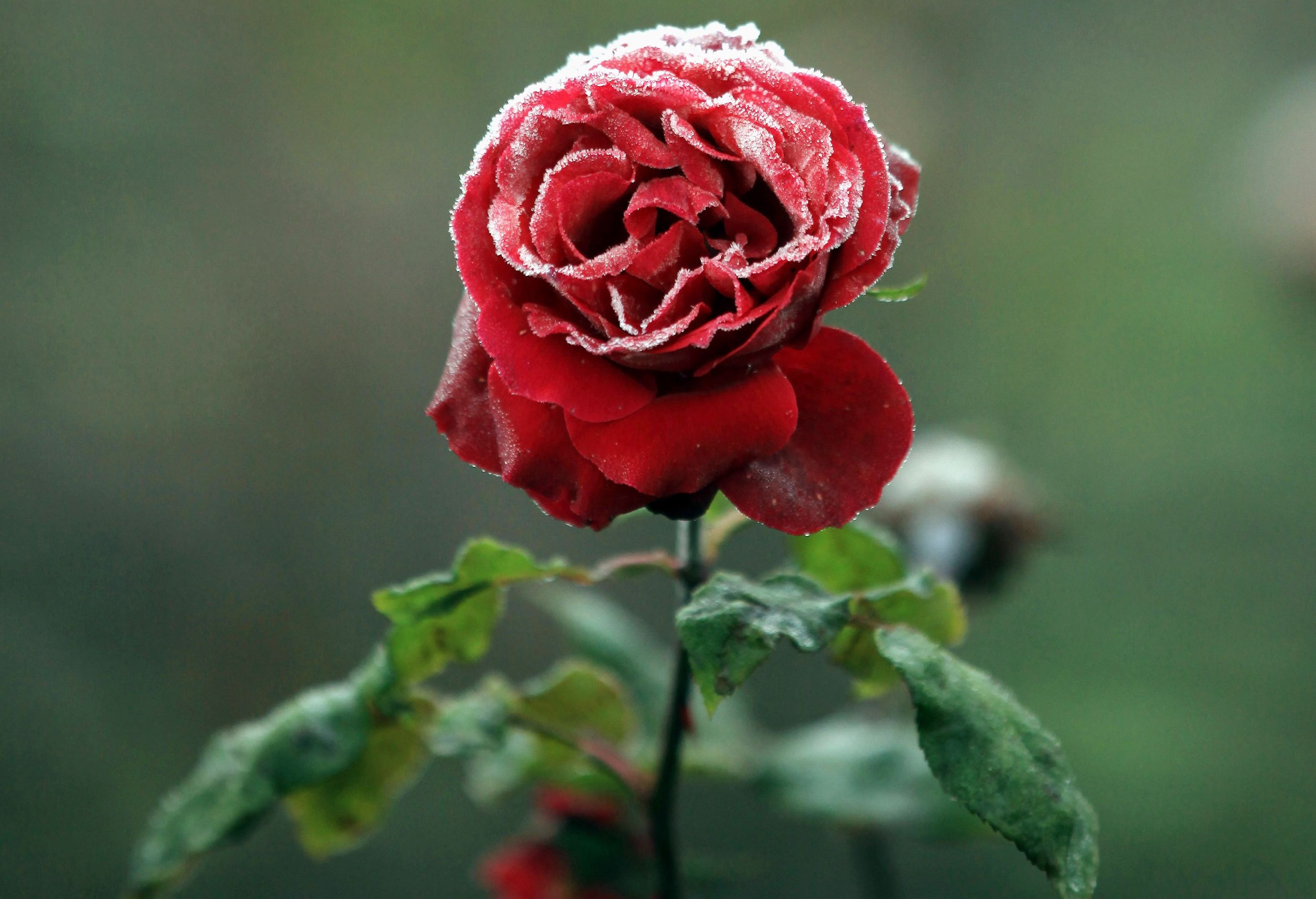 Bud Flower Frost Rose 3160x2158