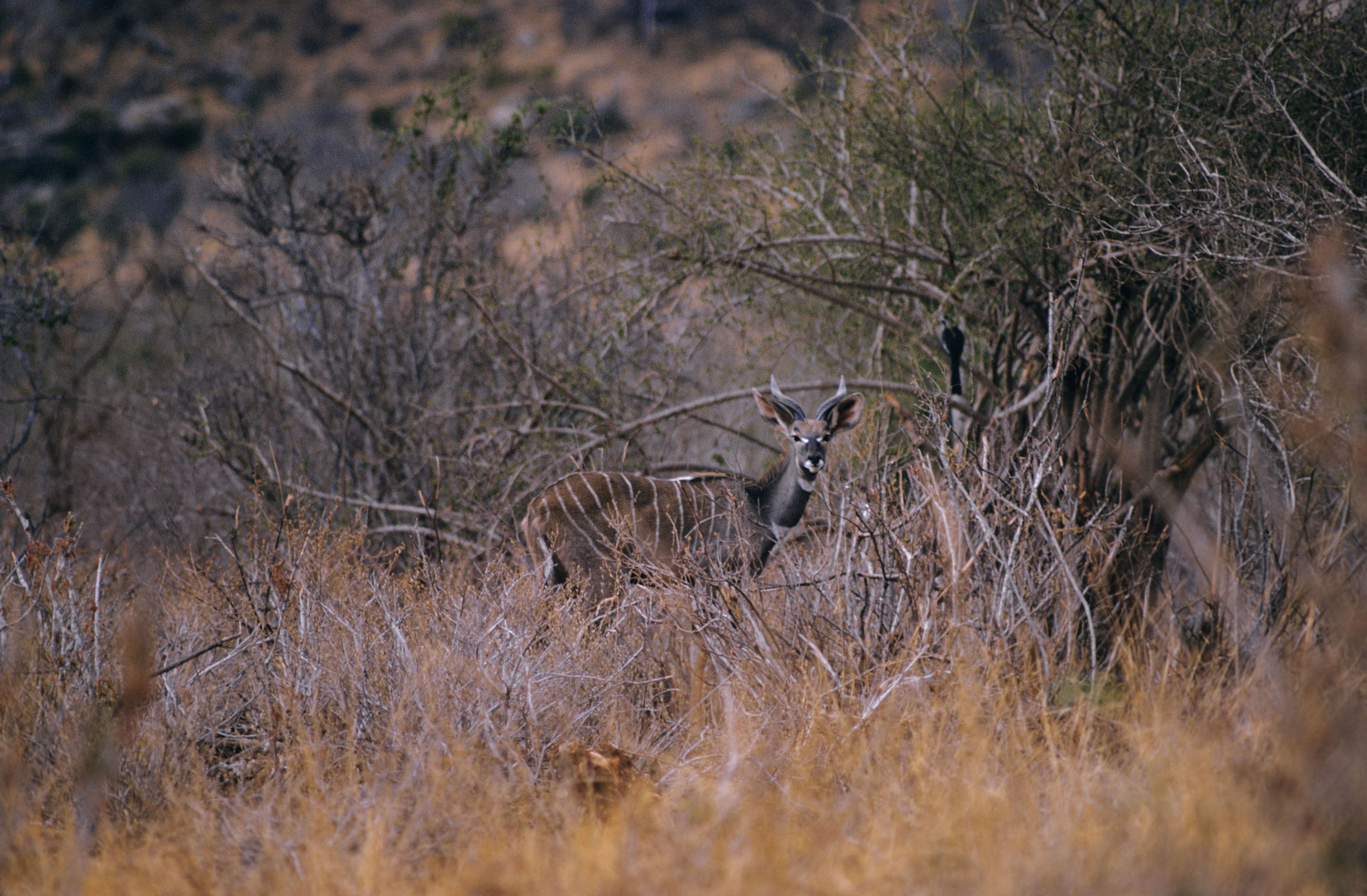 Animal Antelope 3500x2294