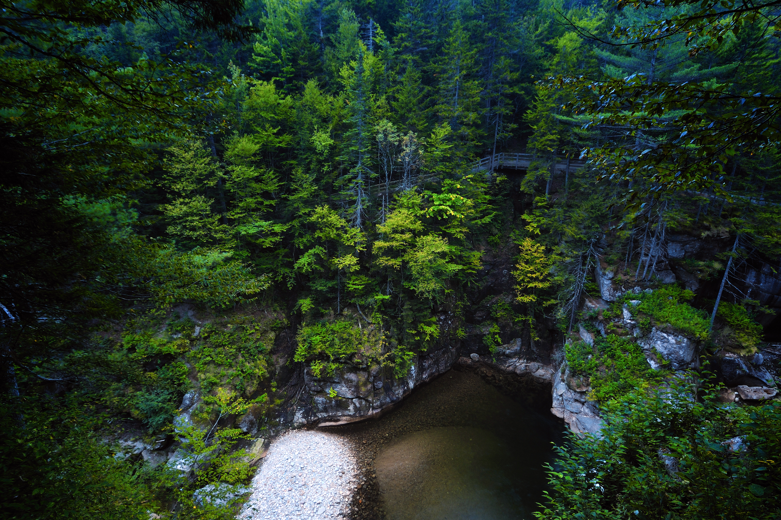 Forest New Hampshire 3000x2000