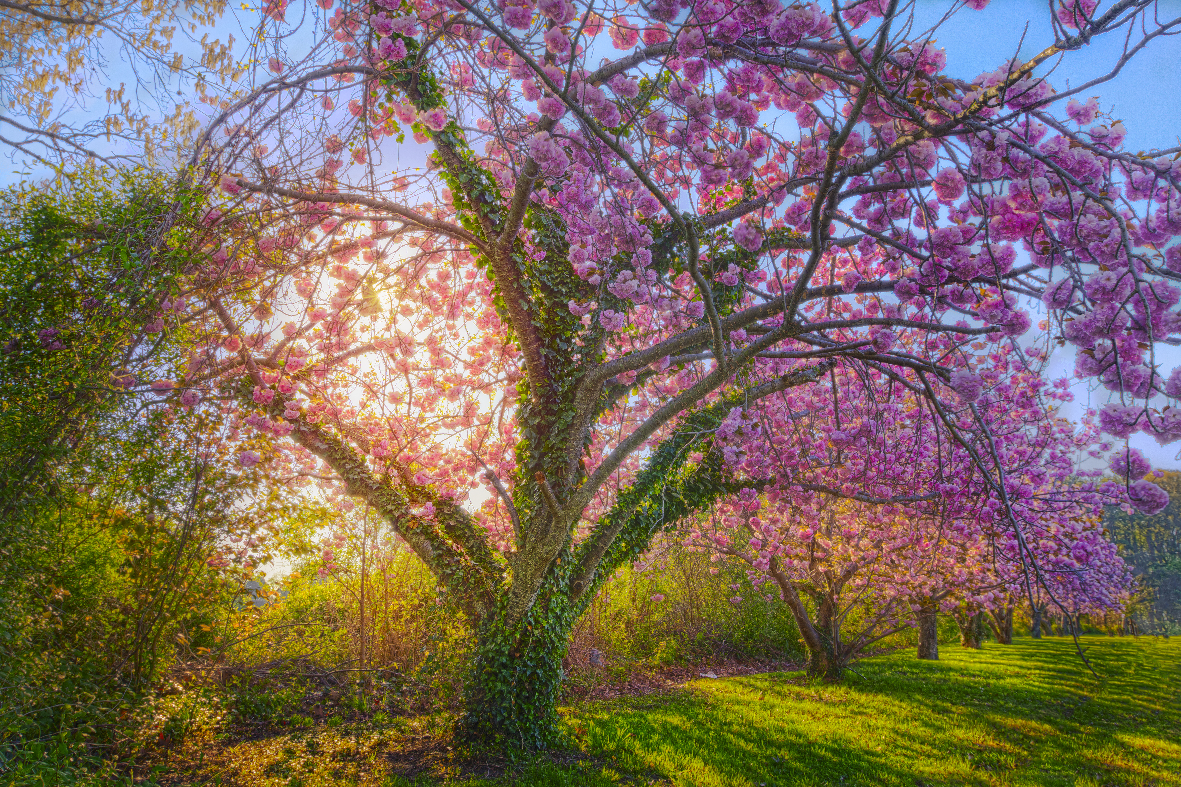 Blossom Cherry Blossom Cherry Tree Spring Sunshine Tree 4750x3166