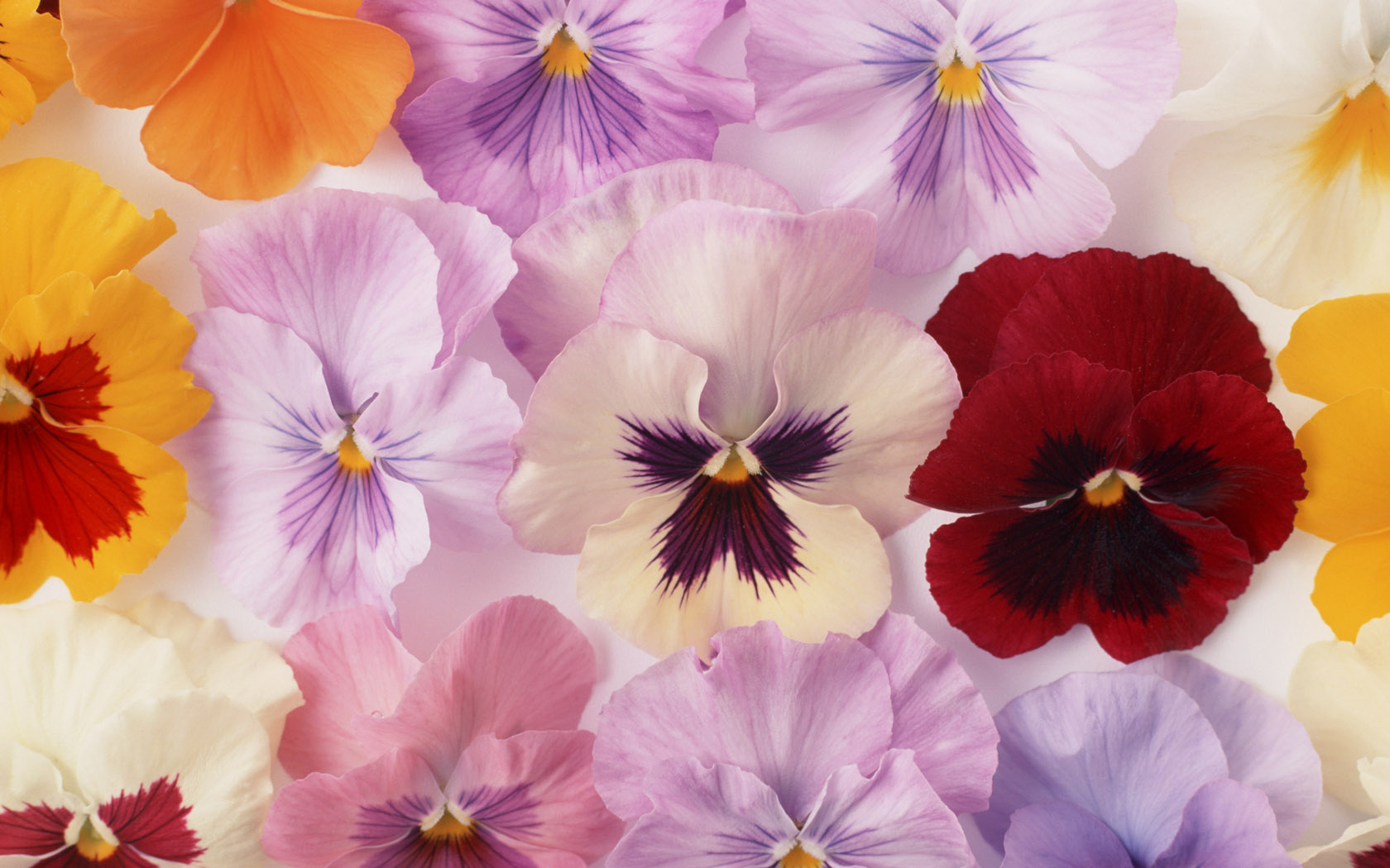 Colorful Colors Flower Pansy 1680x1050