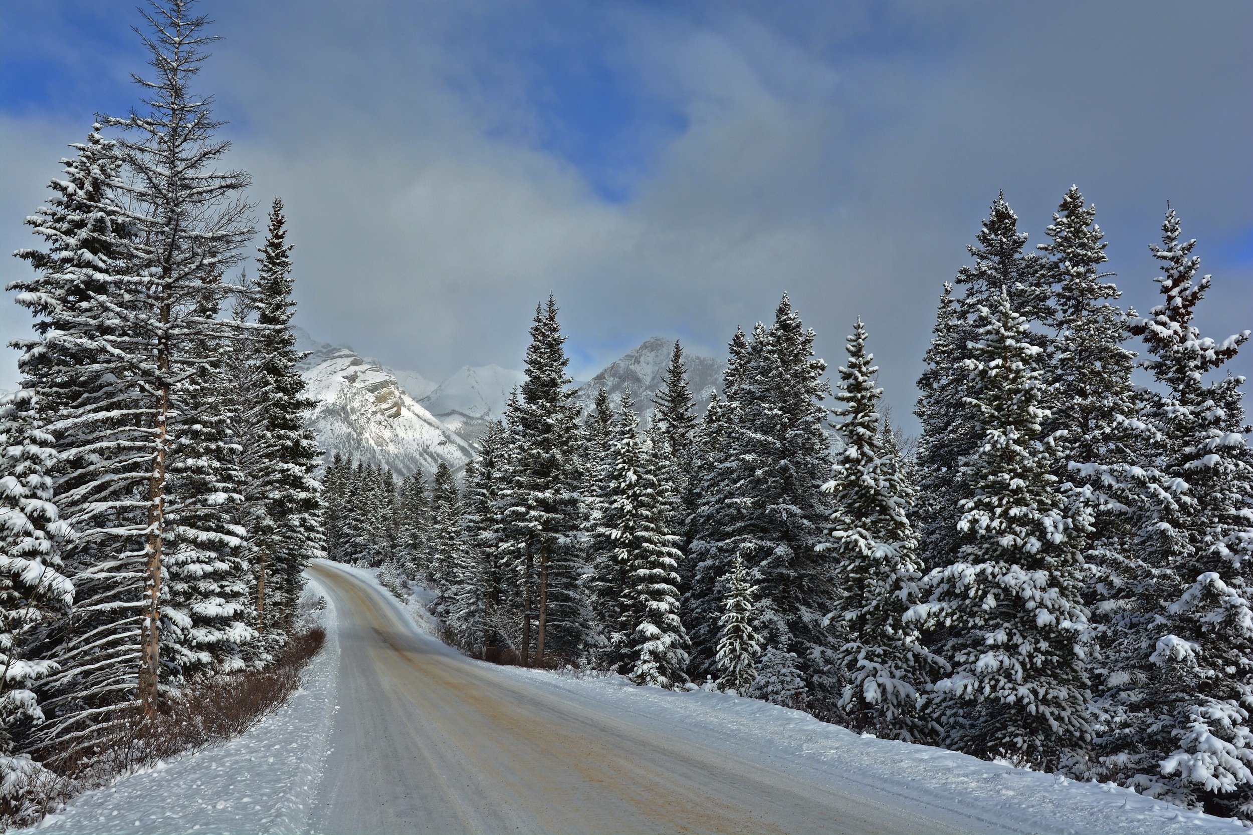 Banff National Park Canada Landscape Mountain Pine Road Snow Tree Winter 2500x1667