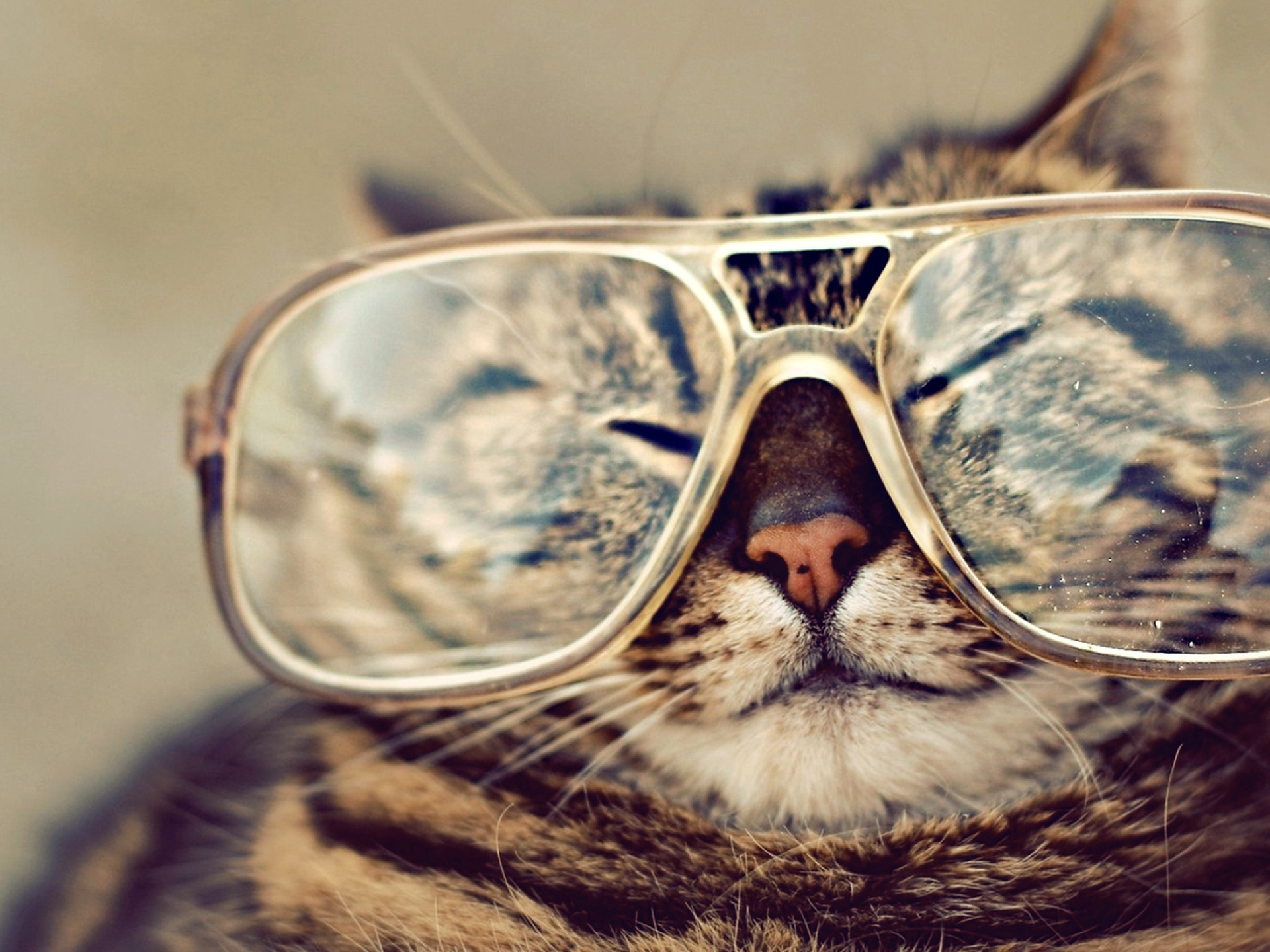 Cat Glasses 1920x1440