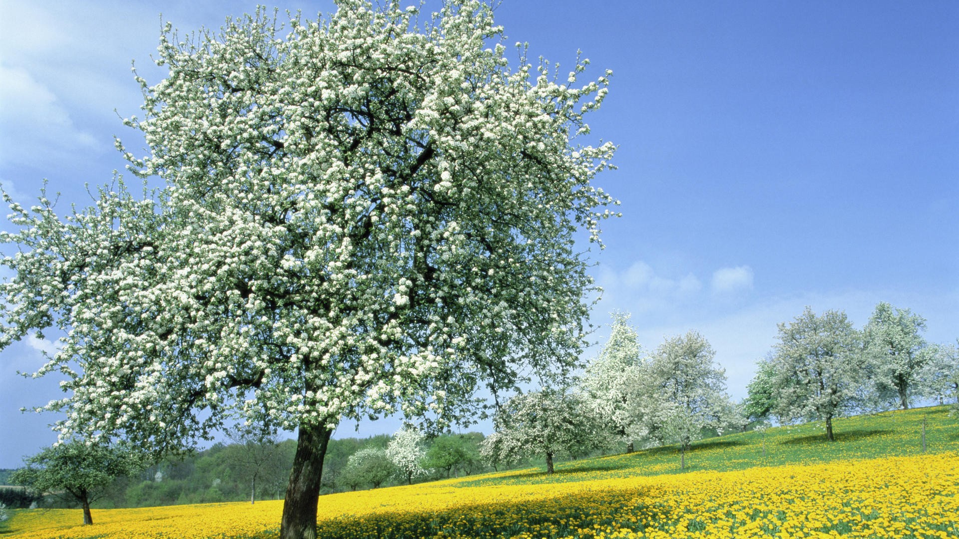 Blossom Earth Field Flower Meadow Spring Tree White Flower Yellow Flower 1920x1080