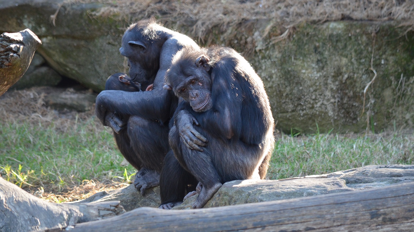 Ape Chimpanzee Zoo 1366x768