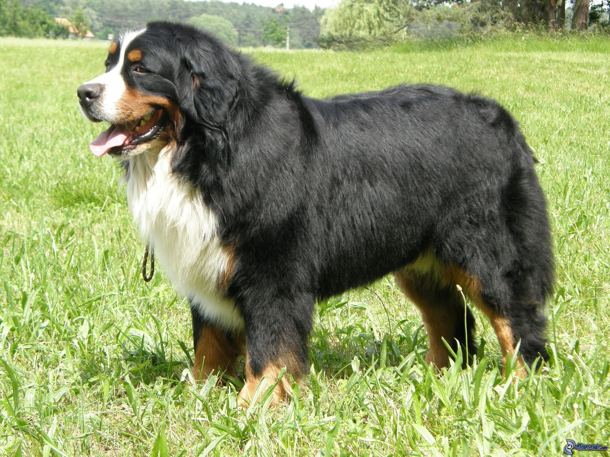 Bernese Mountain Dog Dog 2048x1536