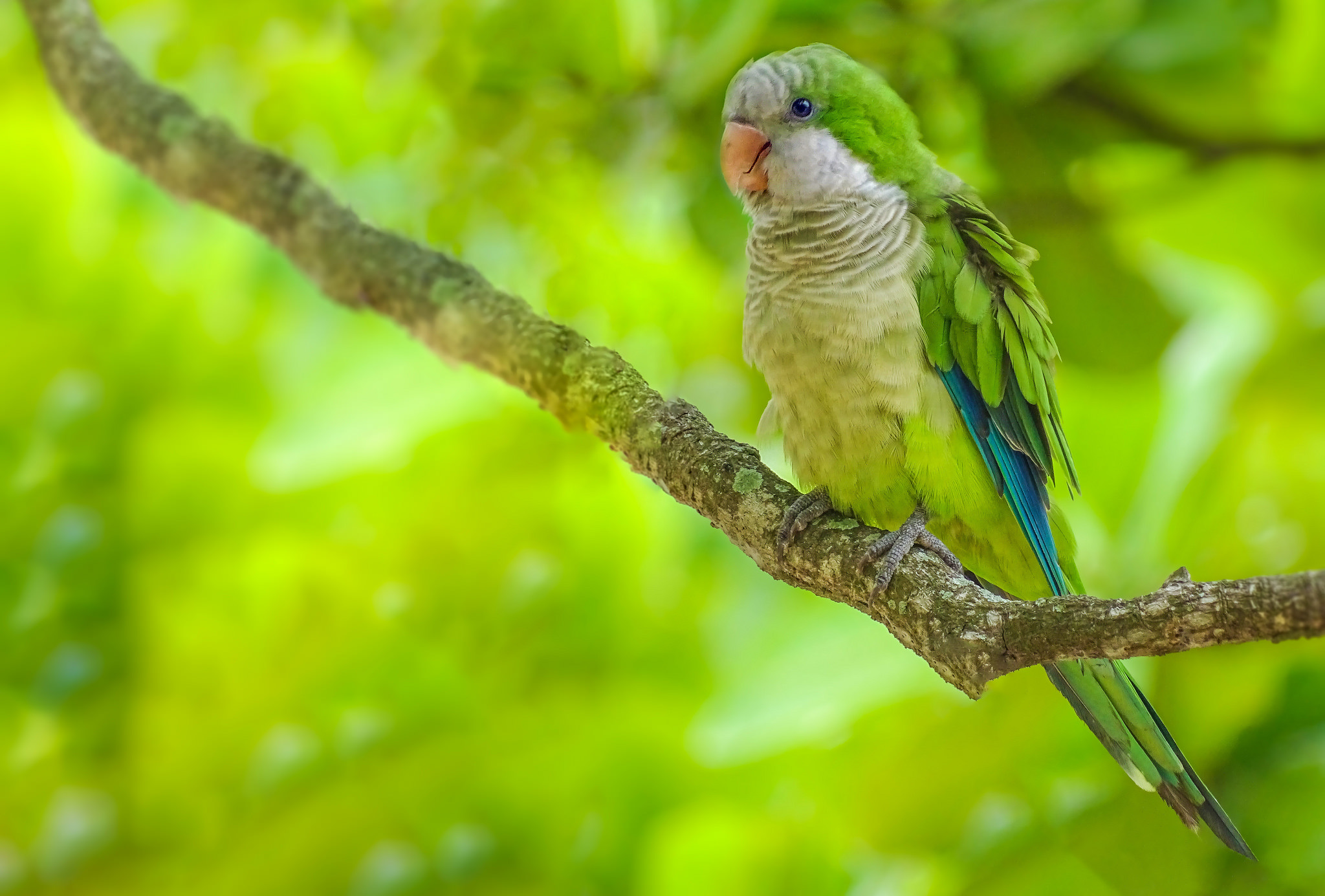 Bird Branch Green Parrot Wildlife 2048x1385