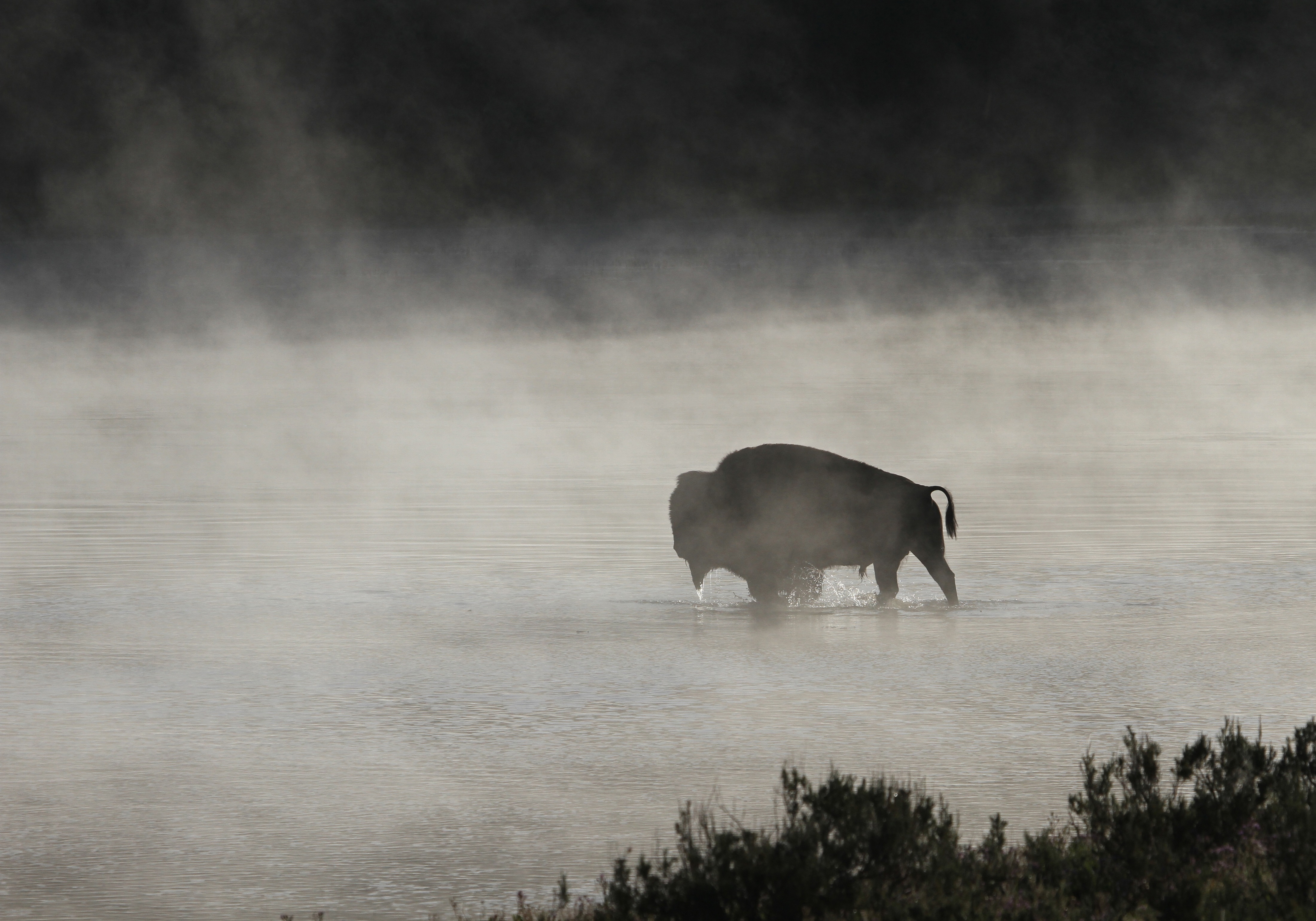 American Bison Animal Black Amp White Fog Mammal River Silhouette Water Wildlife 4400x3078