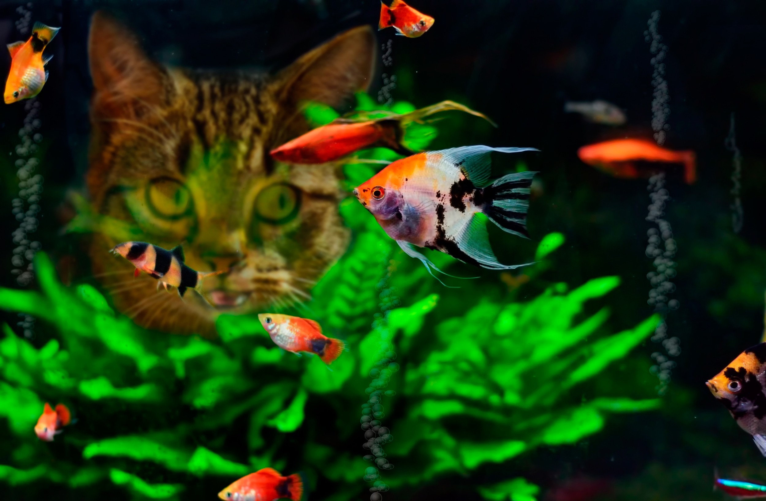 Algae Aquarium Cat Fish 2500x1636