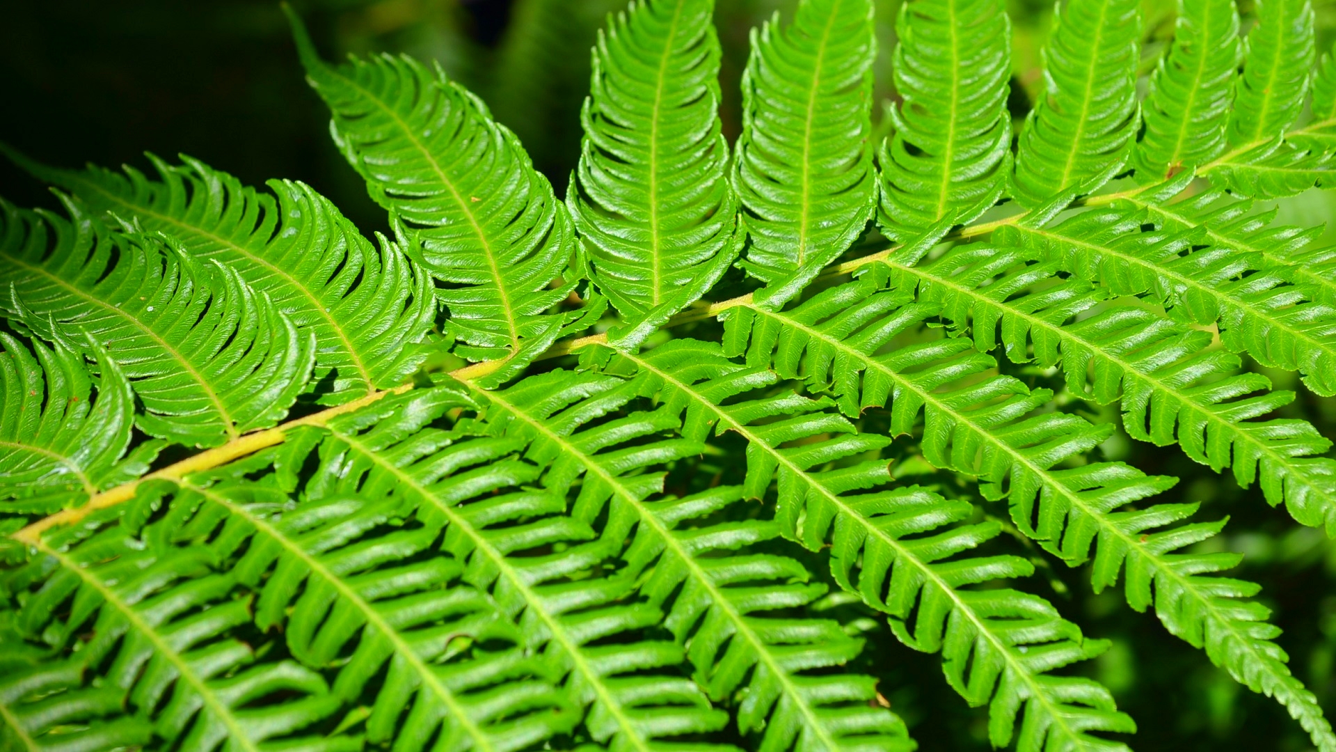 Fern Green Leaf Nature Photography Plant 1920x1080