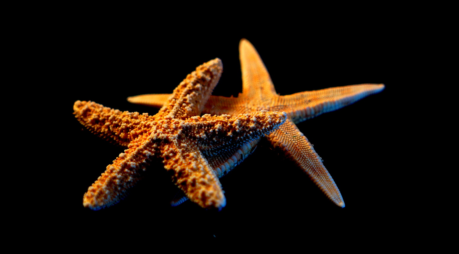 Ocean Sea Starfish 1550x856