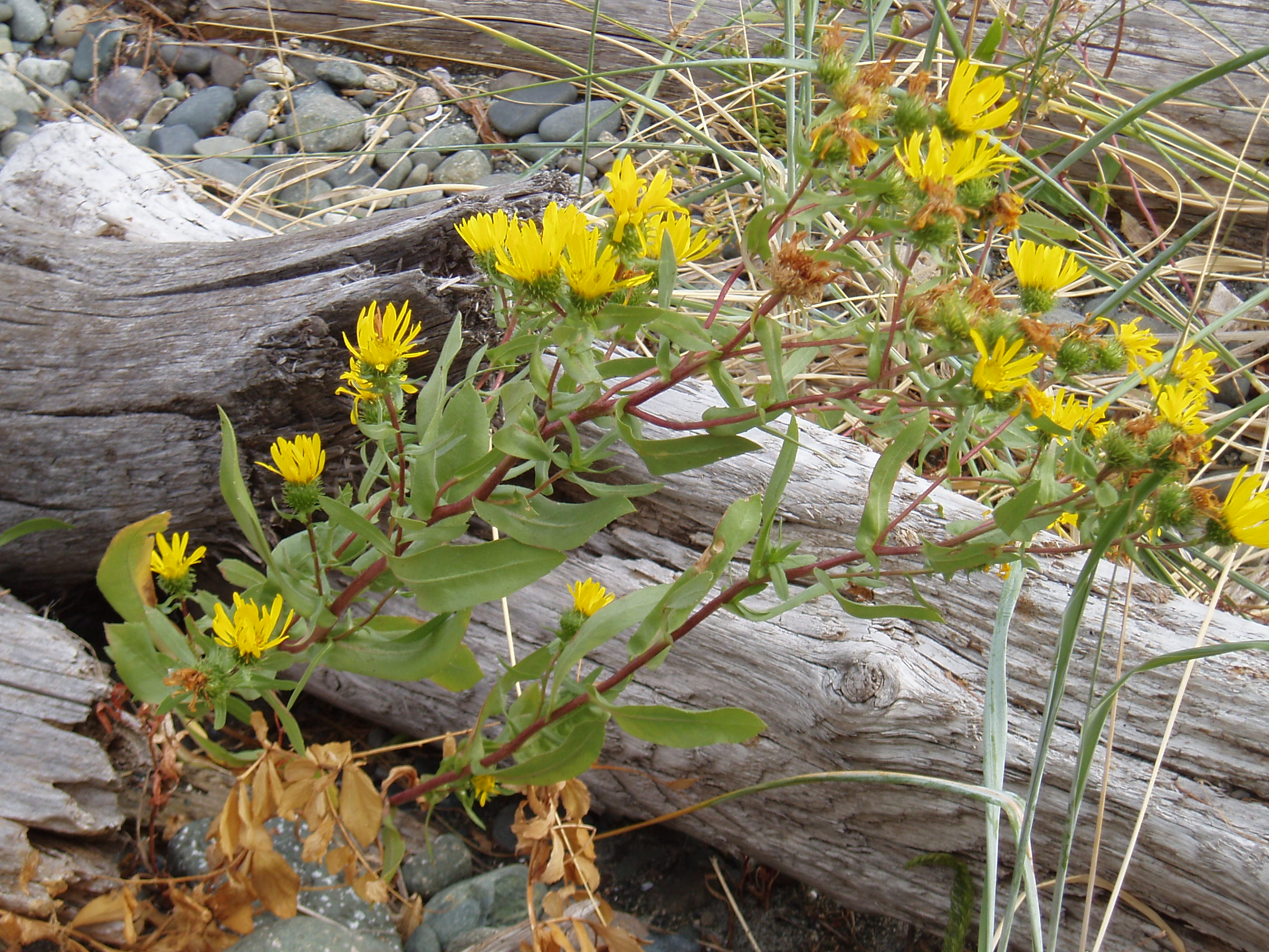 Driftwood Yellow 2272x1704