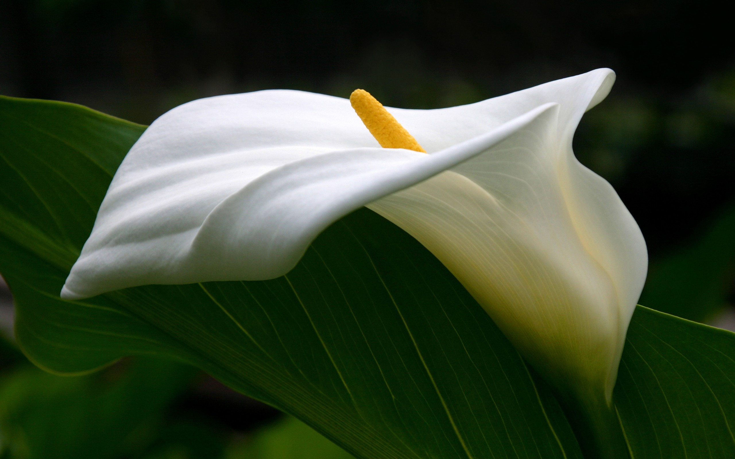 Calla Lily Close Up Earth Flower Leaf Lily White Flower 2560x1600