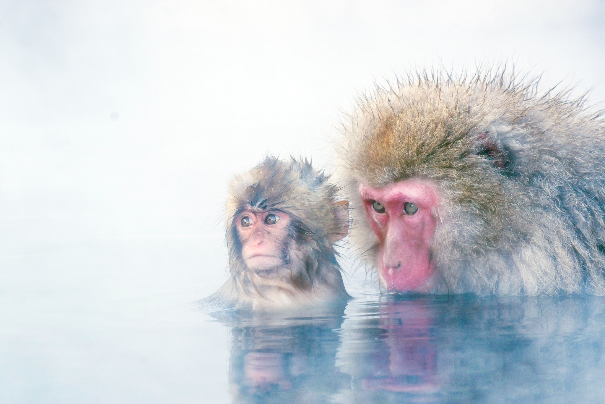 Baby Animal Japanese Macaque Monkey 2048x1366