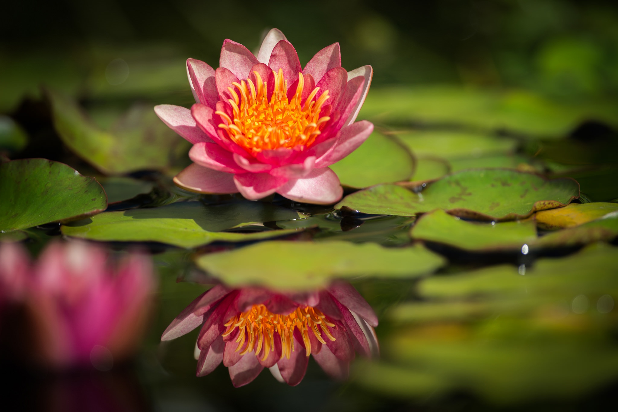Flower Lotus Pink Flower Reflection Water 2048x1367