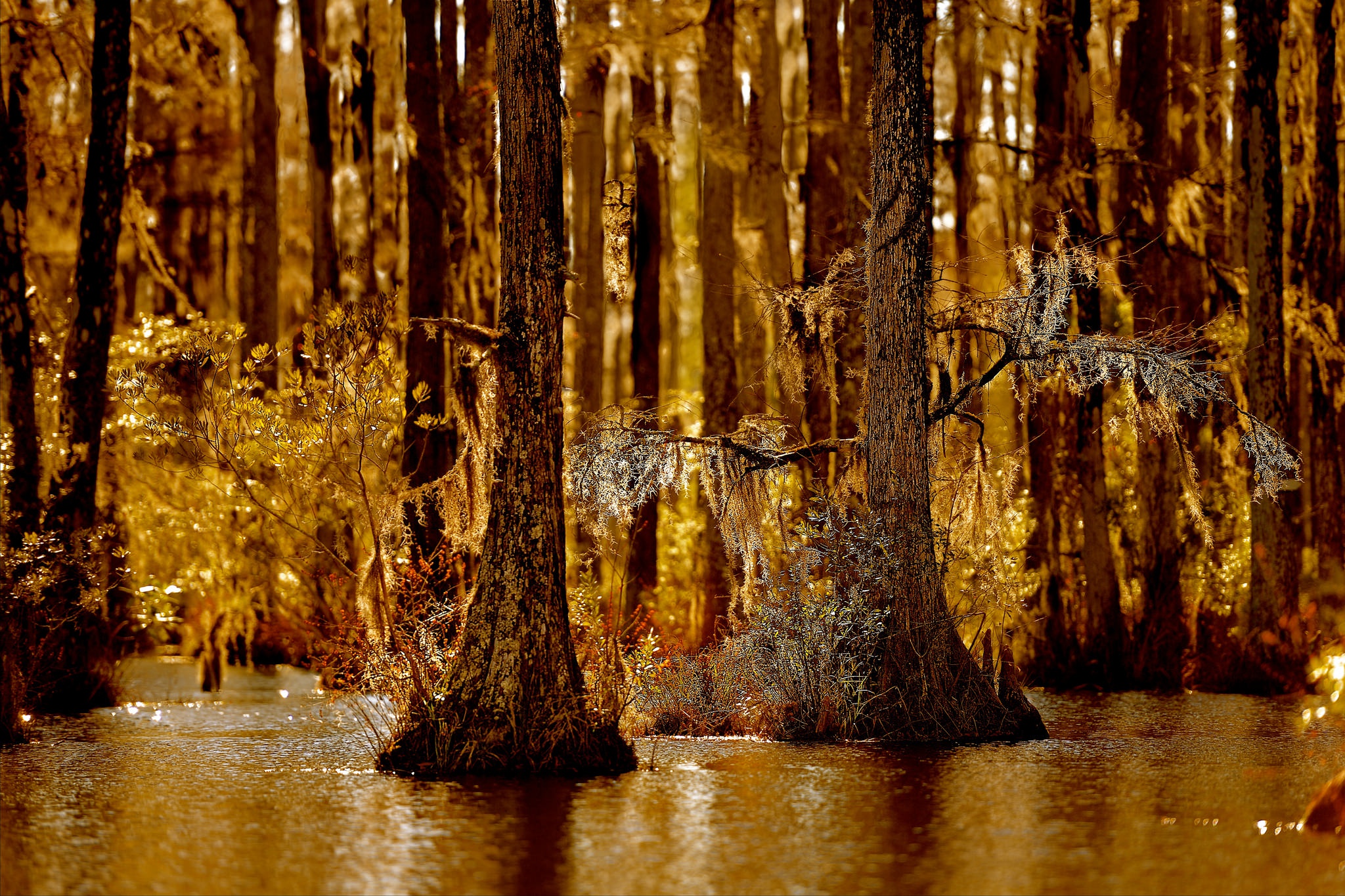 Nature Swamp Tree Water 2048x1365