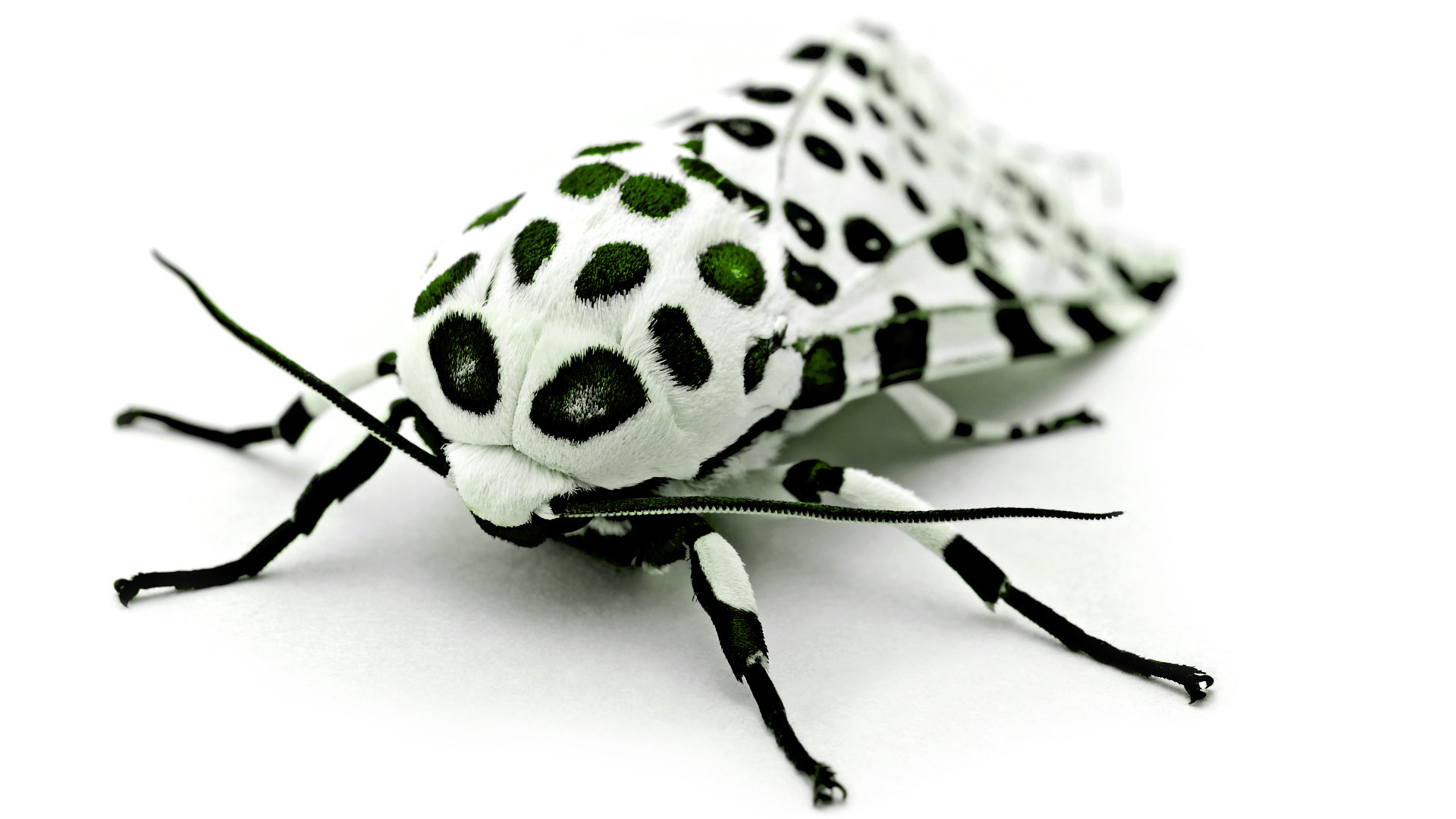 Animal Moth 1920x1080